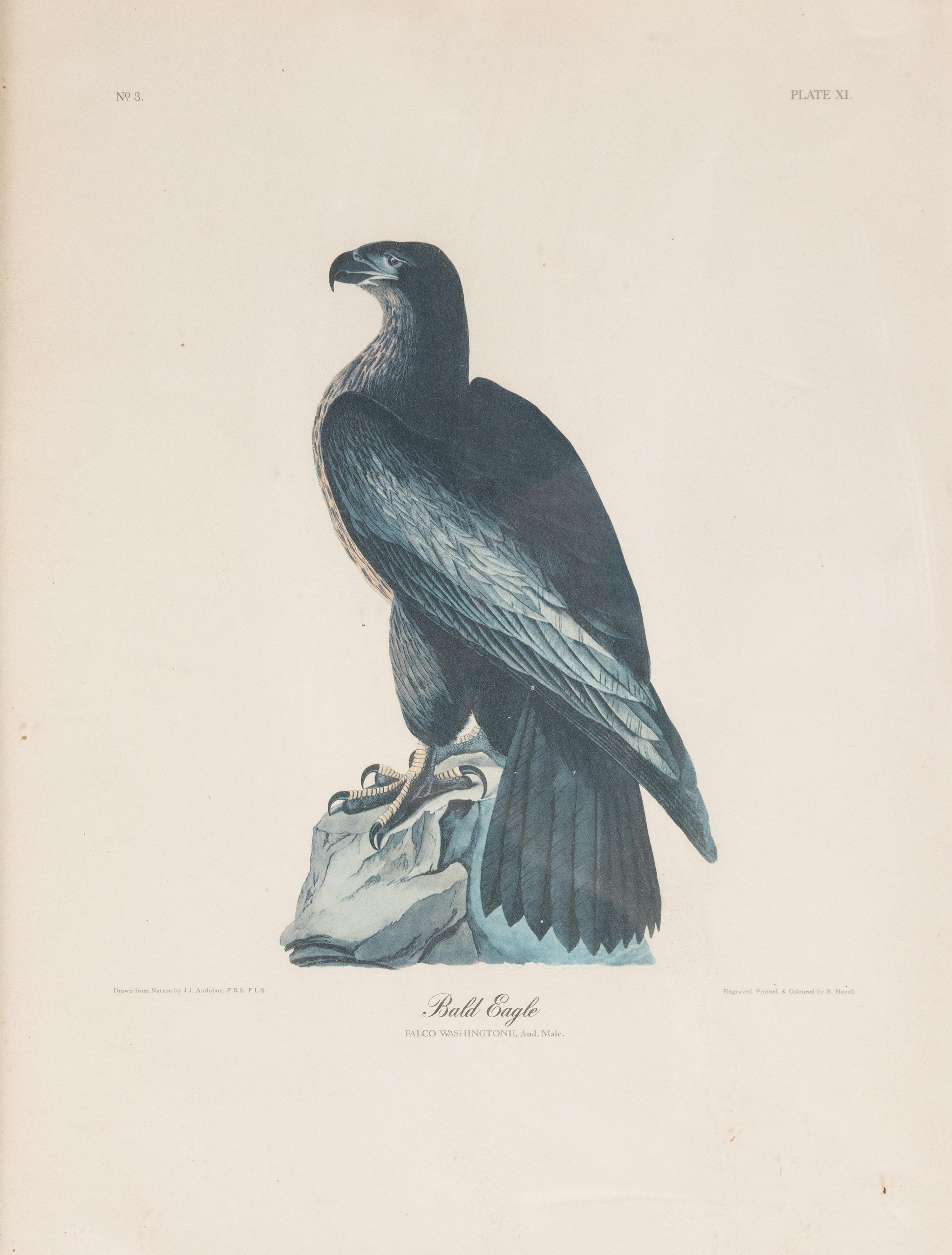 Seven Framed Bird Engravings