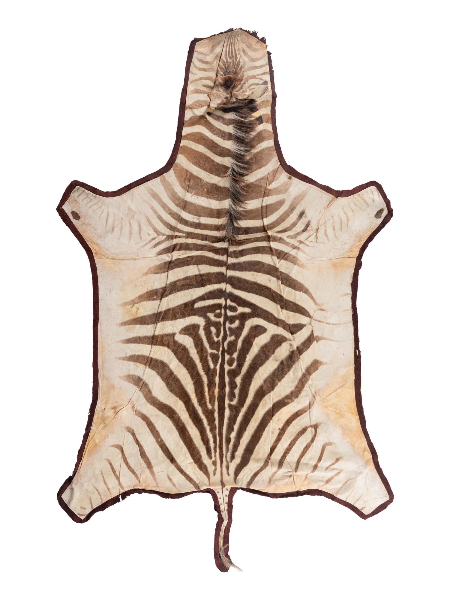 A Taxidermy Zebra Rug