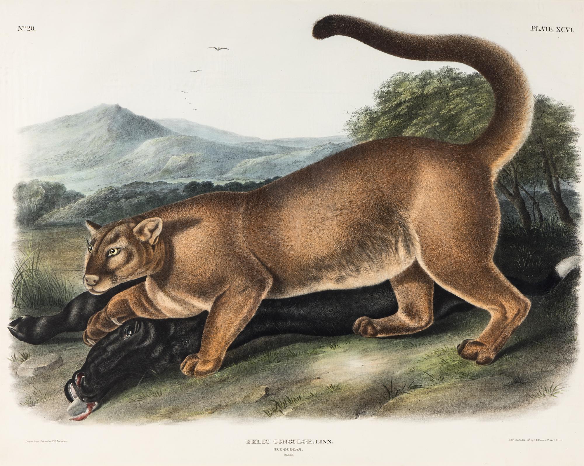 AUDUBON, John James (1785-1851) The Cougar (Plate XCVI) Felis concolor