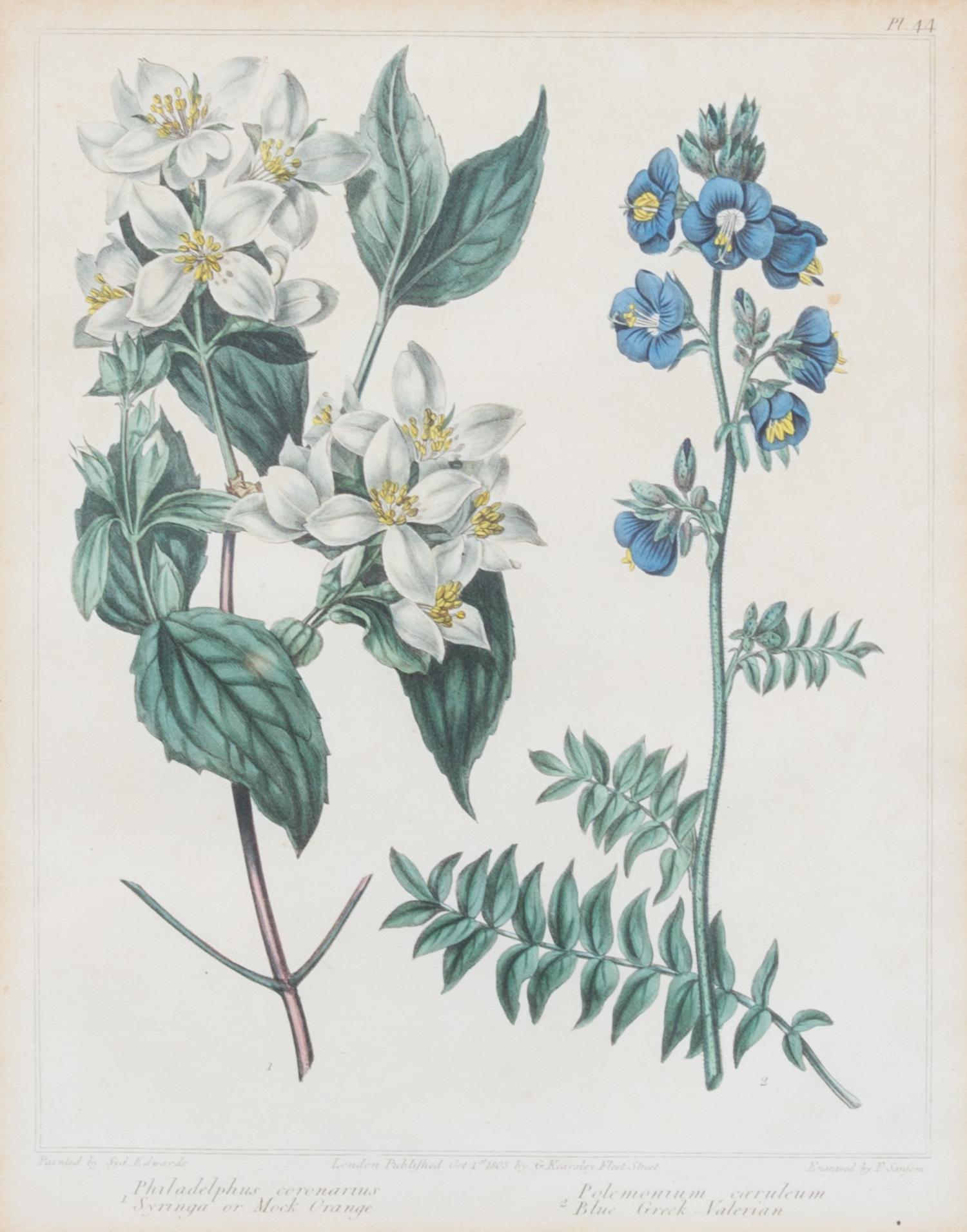 A Group of Six Botanical Color Prints 9 1/2 x 7 3/4 inches. — 20TH CENTURY