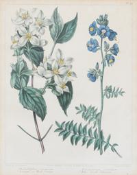 A Group of Six Botanical Color Prints 9 1/2 x 7 3/4 inches. — 20TH CENTURY