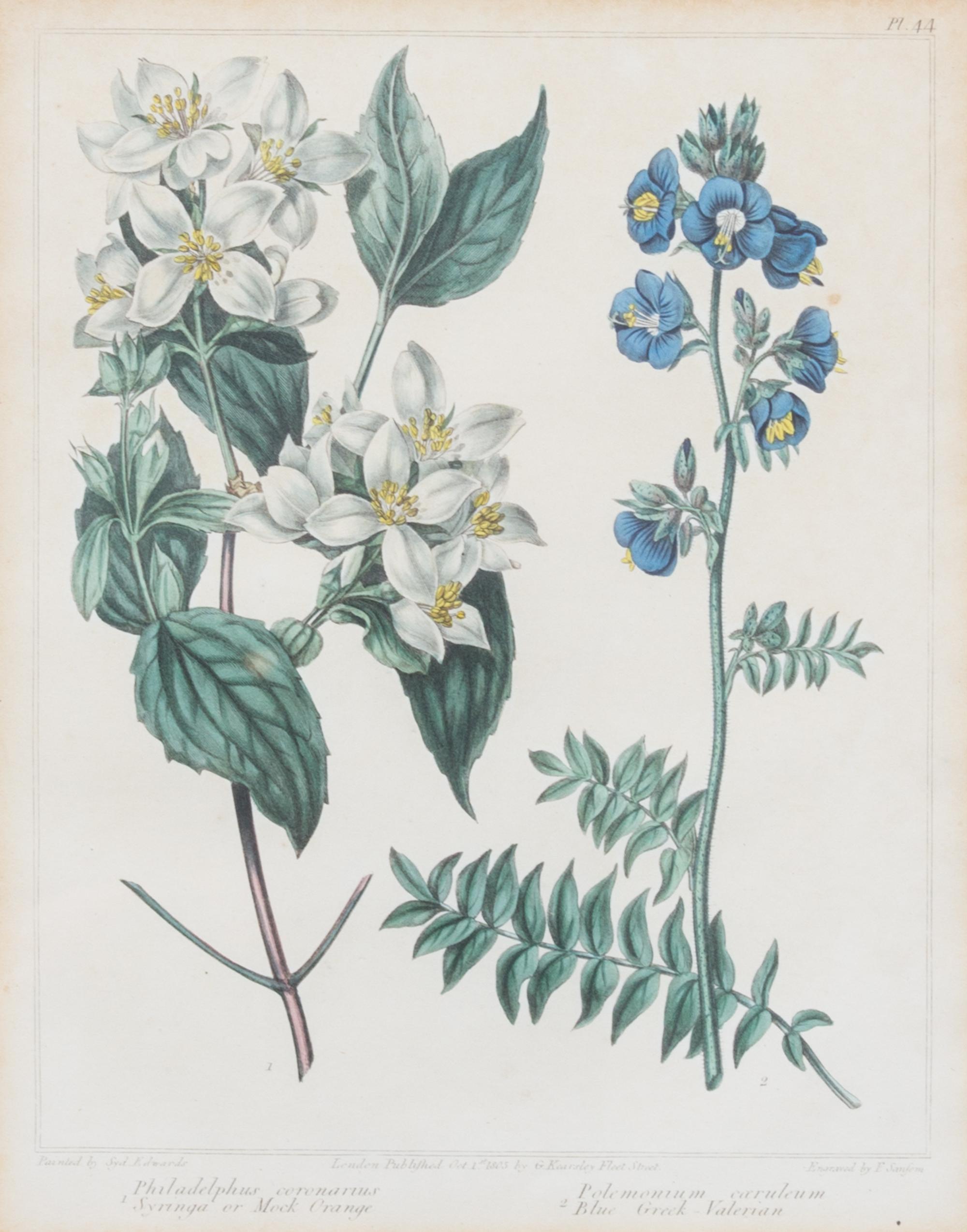A Group of Six Botanical Color Prints 9 1/2 x 7 3/4 inches. — 20TH CENTURY
