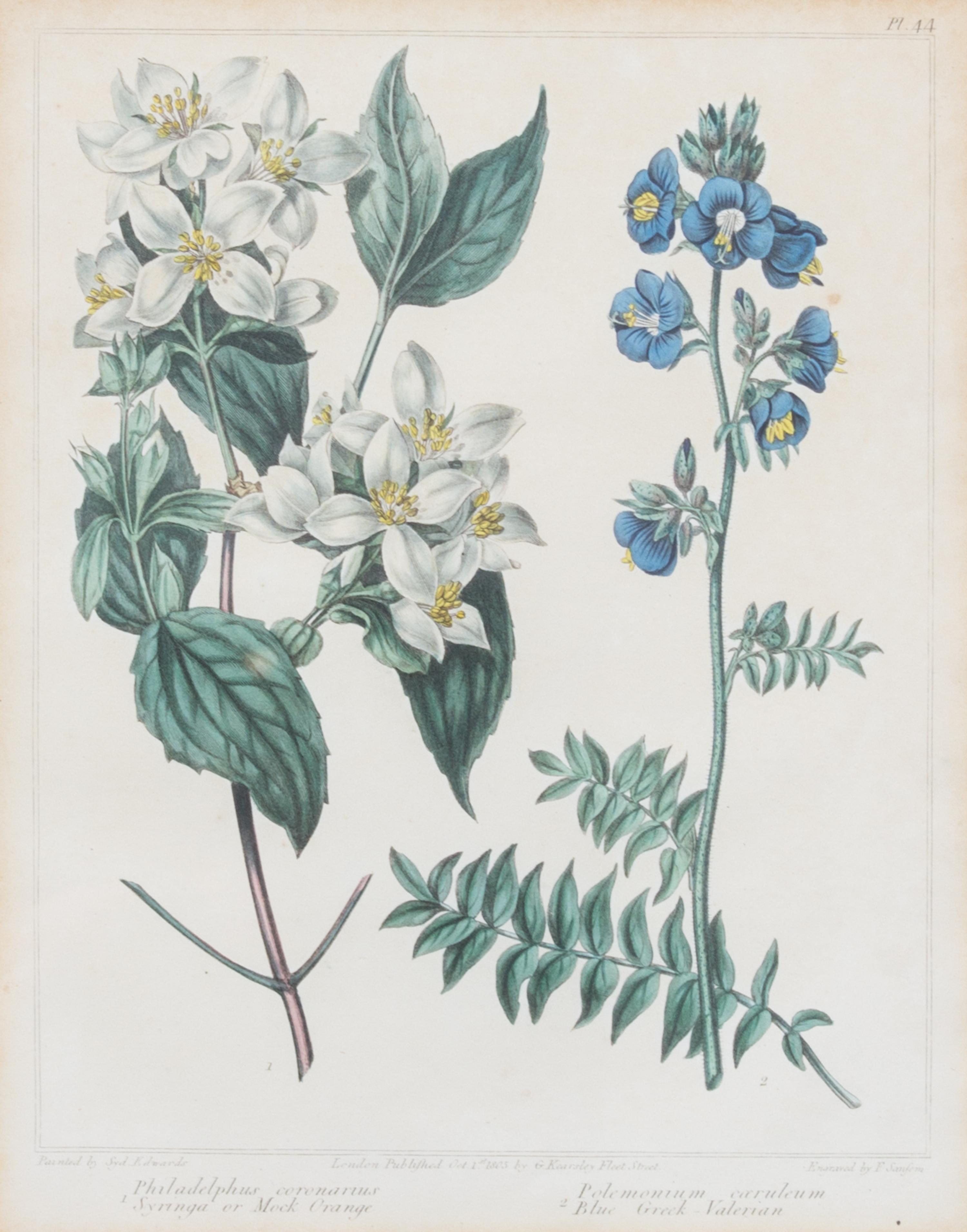 A Group of Six Botanical Color Prints 9 1/2 x 7 3/4 inches. — 20TH CENTURY