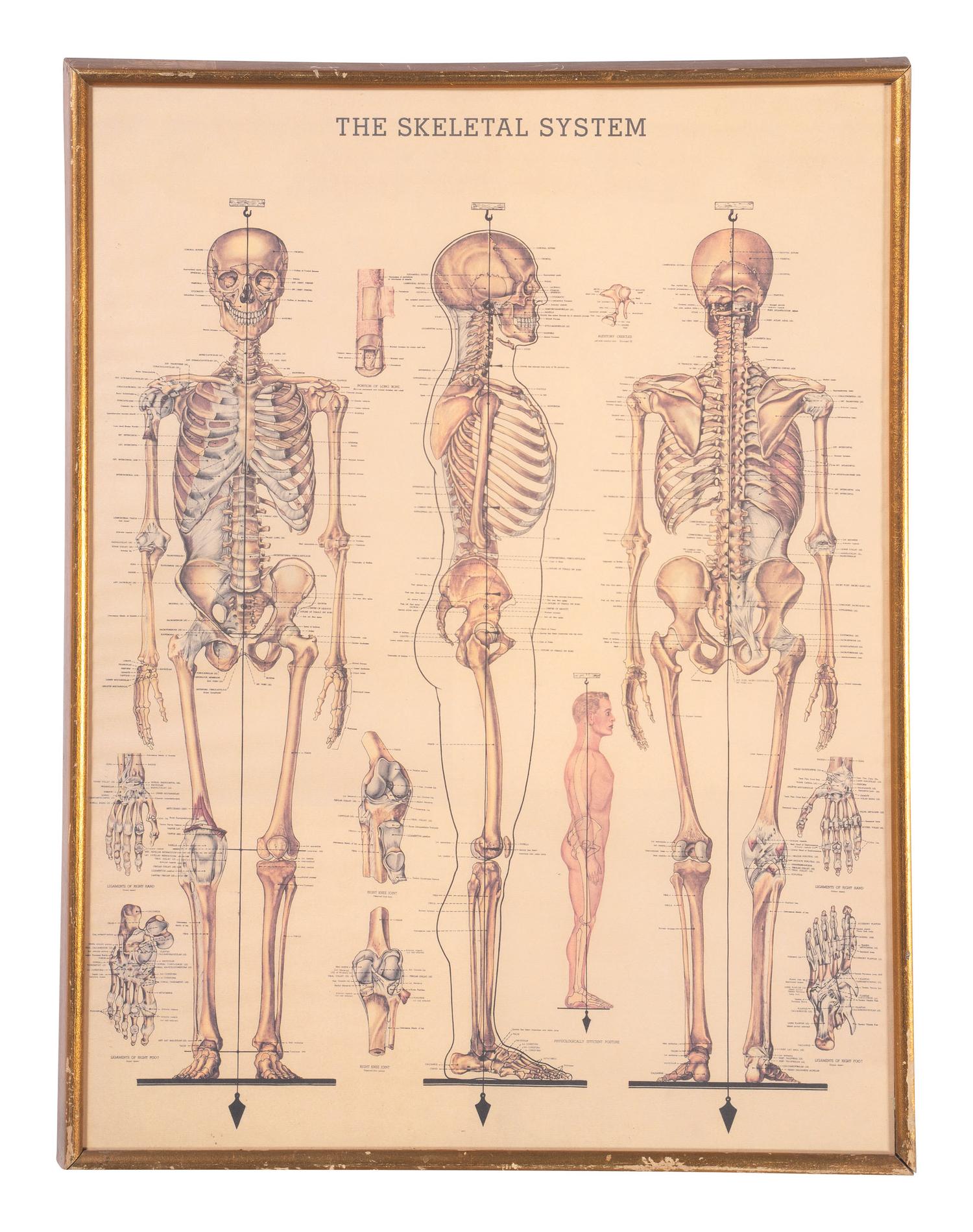 Three Framed Medical Prints
