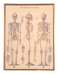 Three Framed Medical Prints