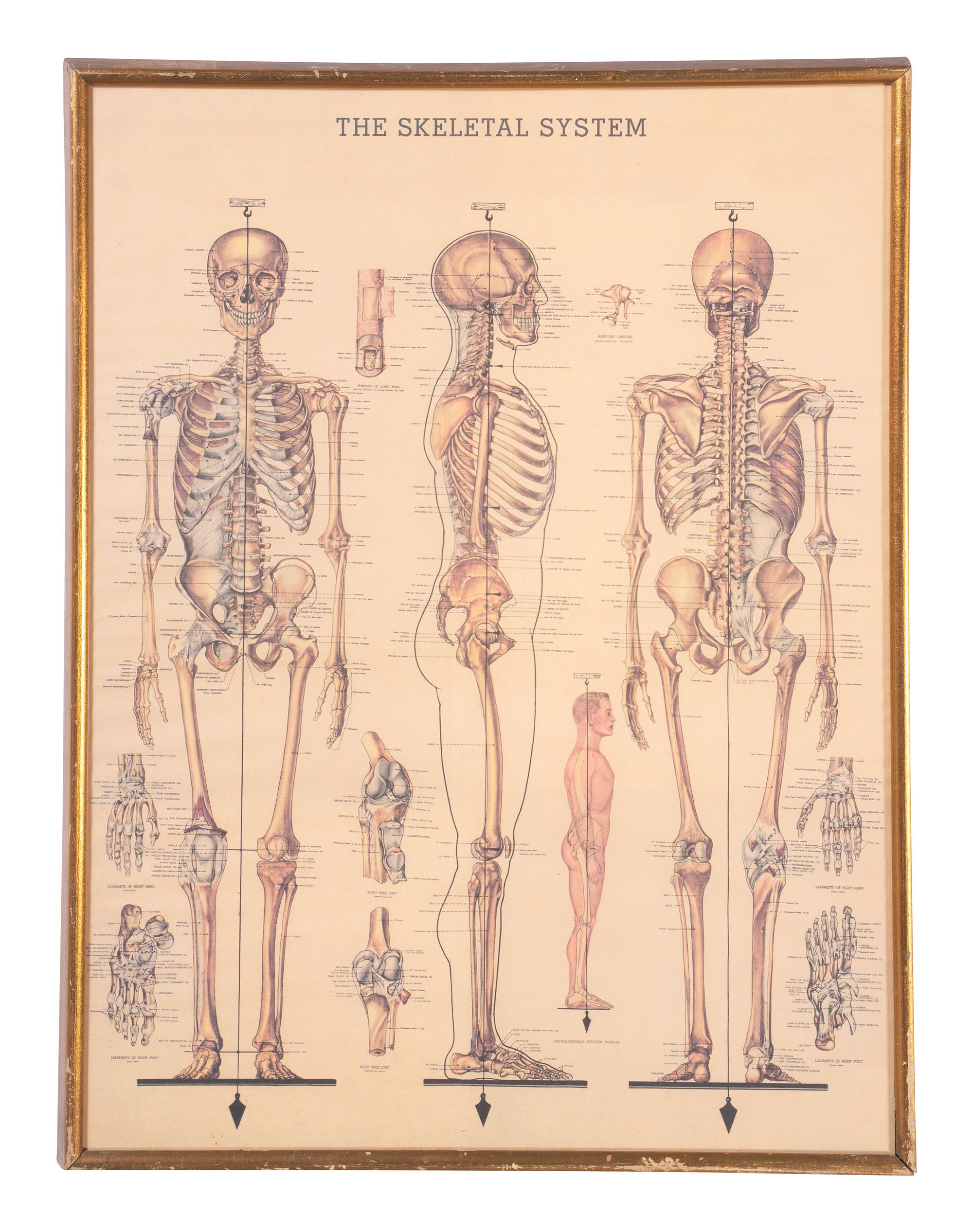 Three Framed Medical Prints