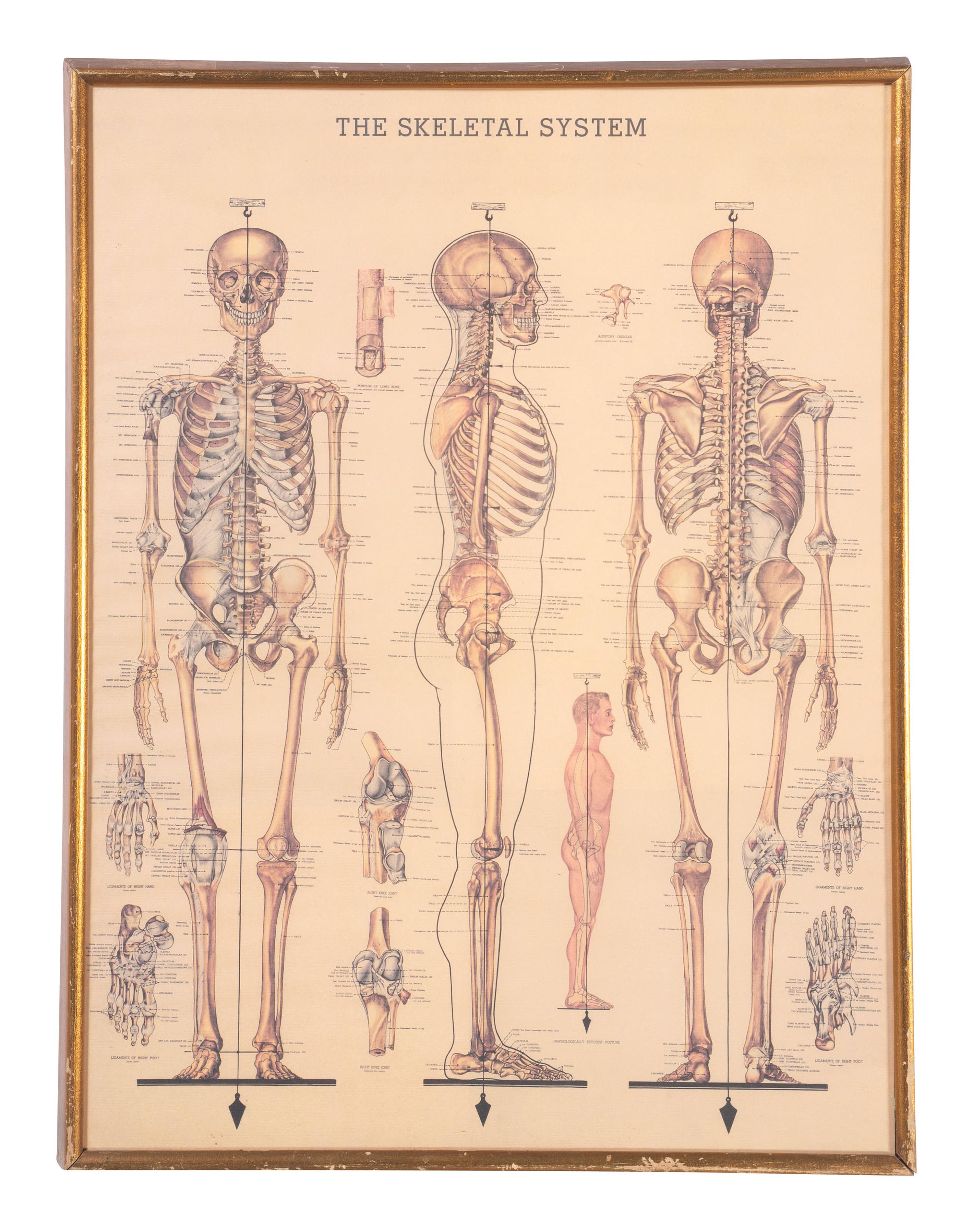 Three Framed Medical Prints