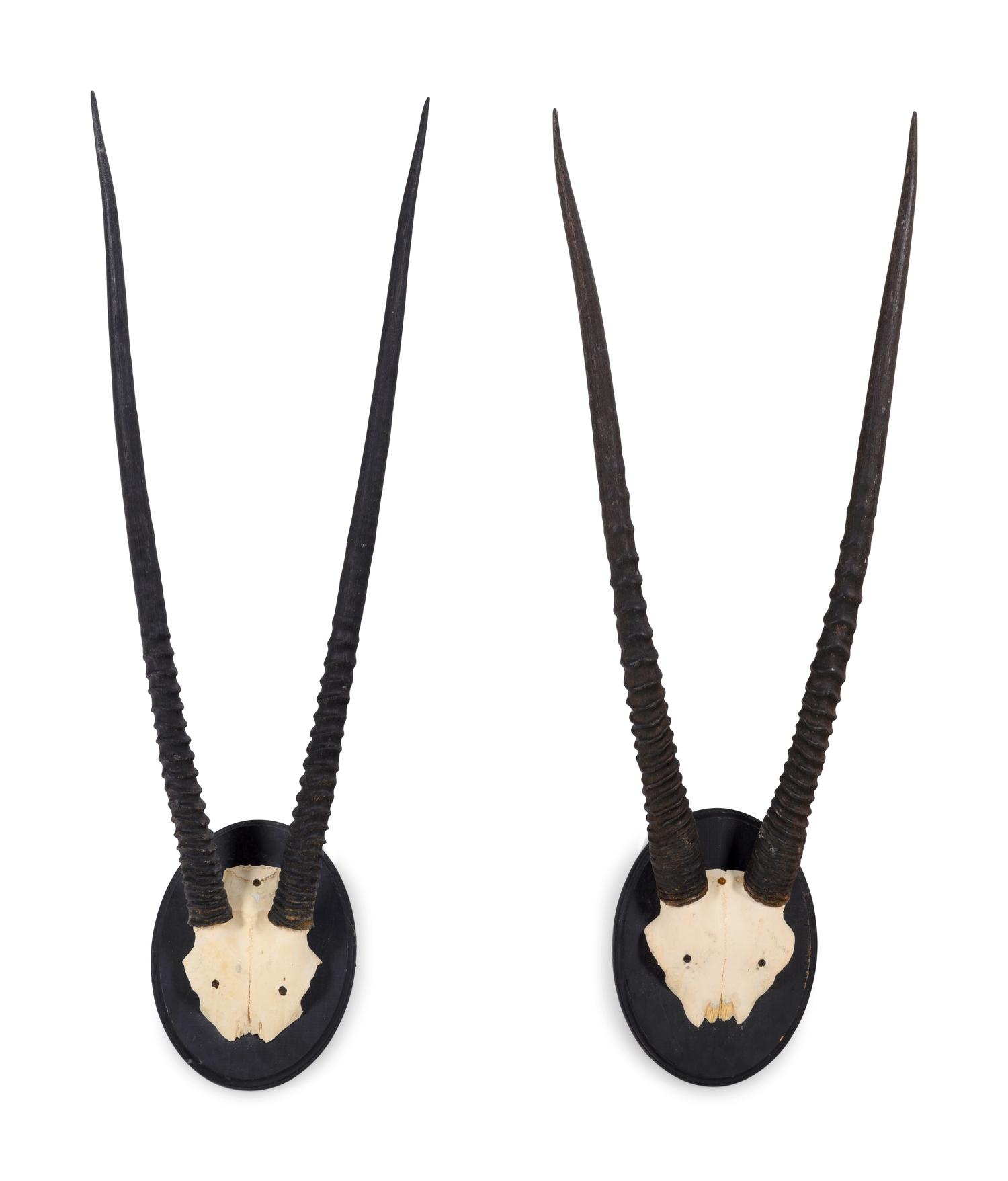 Two Oryx Horn and Partial Skull Mounts