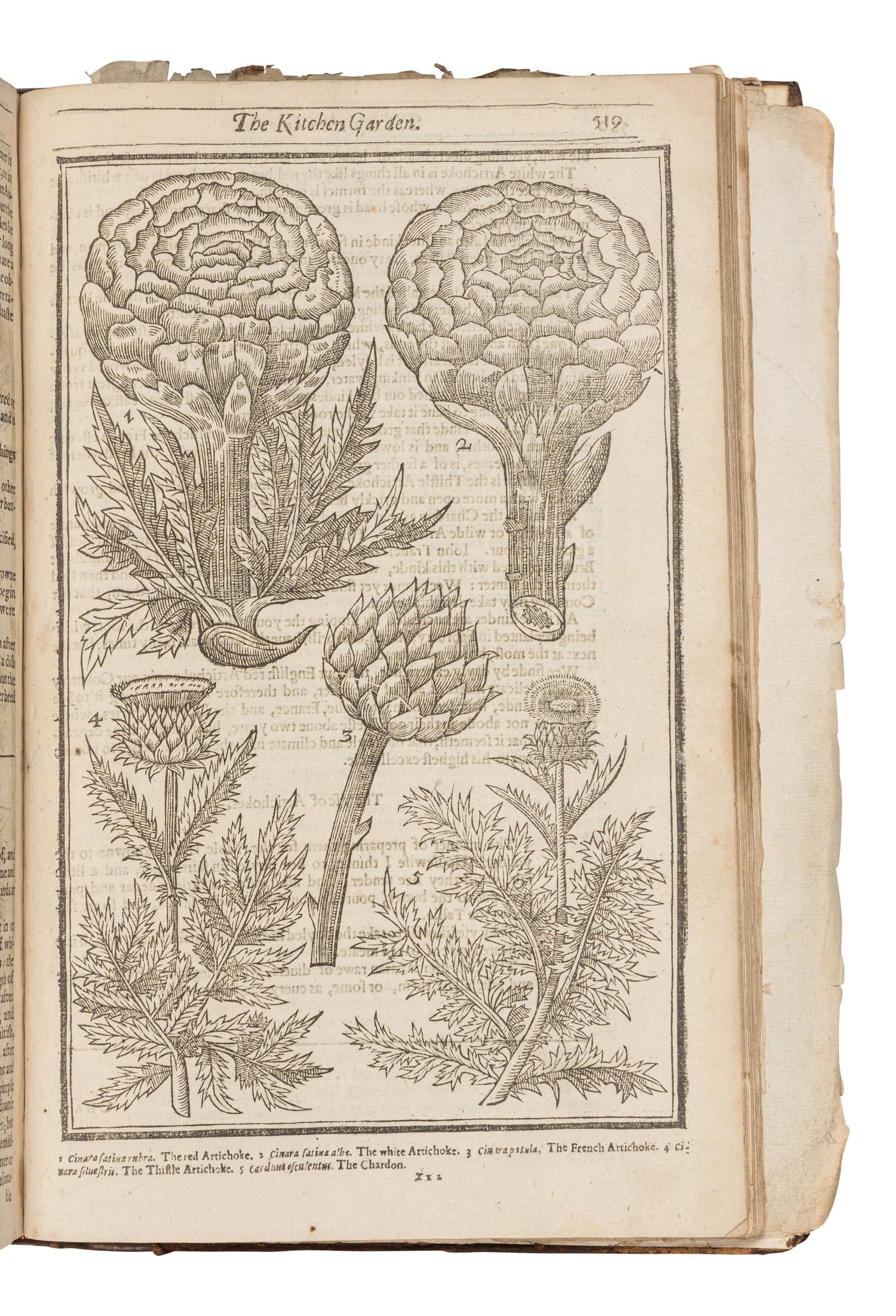 PARKINSON, John (1567-1650). Paradisi in sole Paradisus Terrestris. Or a Garden of all sorts of pleasant flowers . London: Humfrey Lownes and Robert Young, 1629.