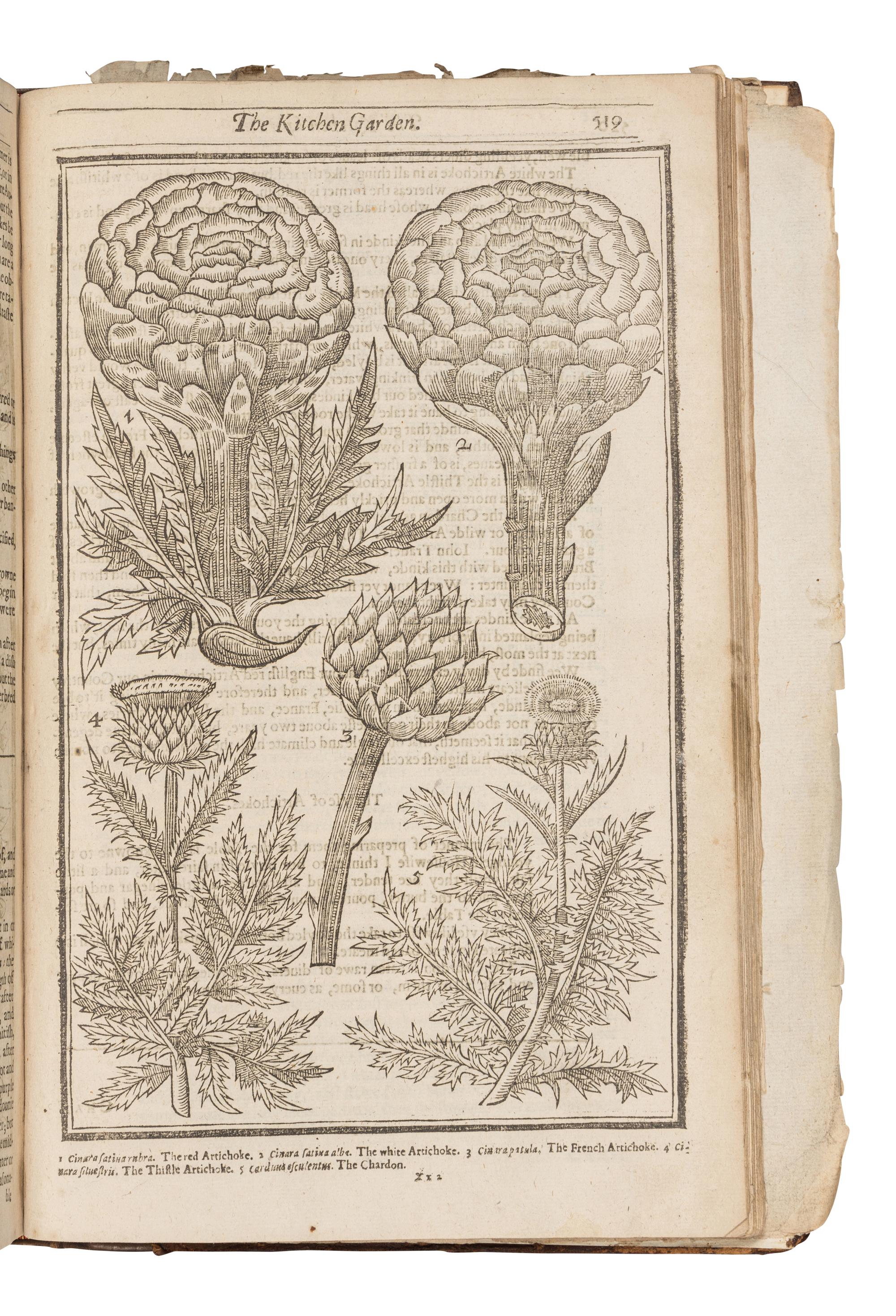 PARKINSON, John (1567-1650). Paradisi in sole Paradisus Terrestris. Or a Garden of all sorts of pleasant flowers . London: Humfrey Lownes and Robert Young, 1629.