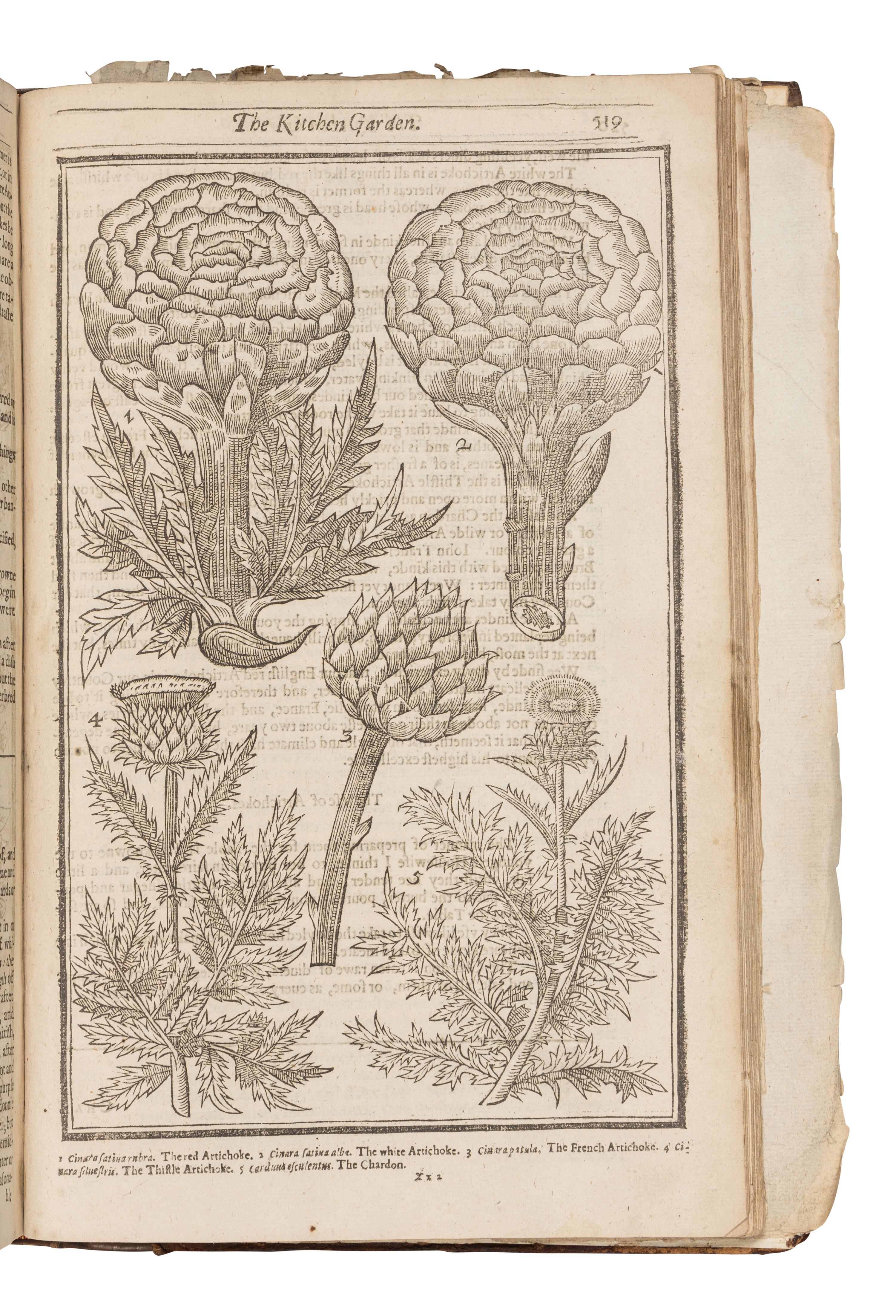 PARKINSON, John (1567-1650). Paradisi in sole Paradisus Terrestris. Or a Garden of all sorts of pleasant flowers . London: Humfrey Lownes and Robert Young, 1629.