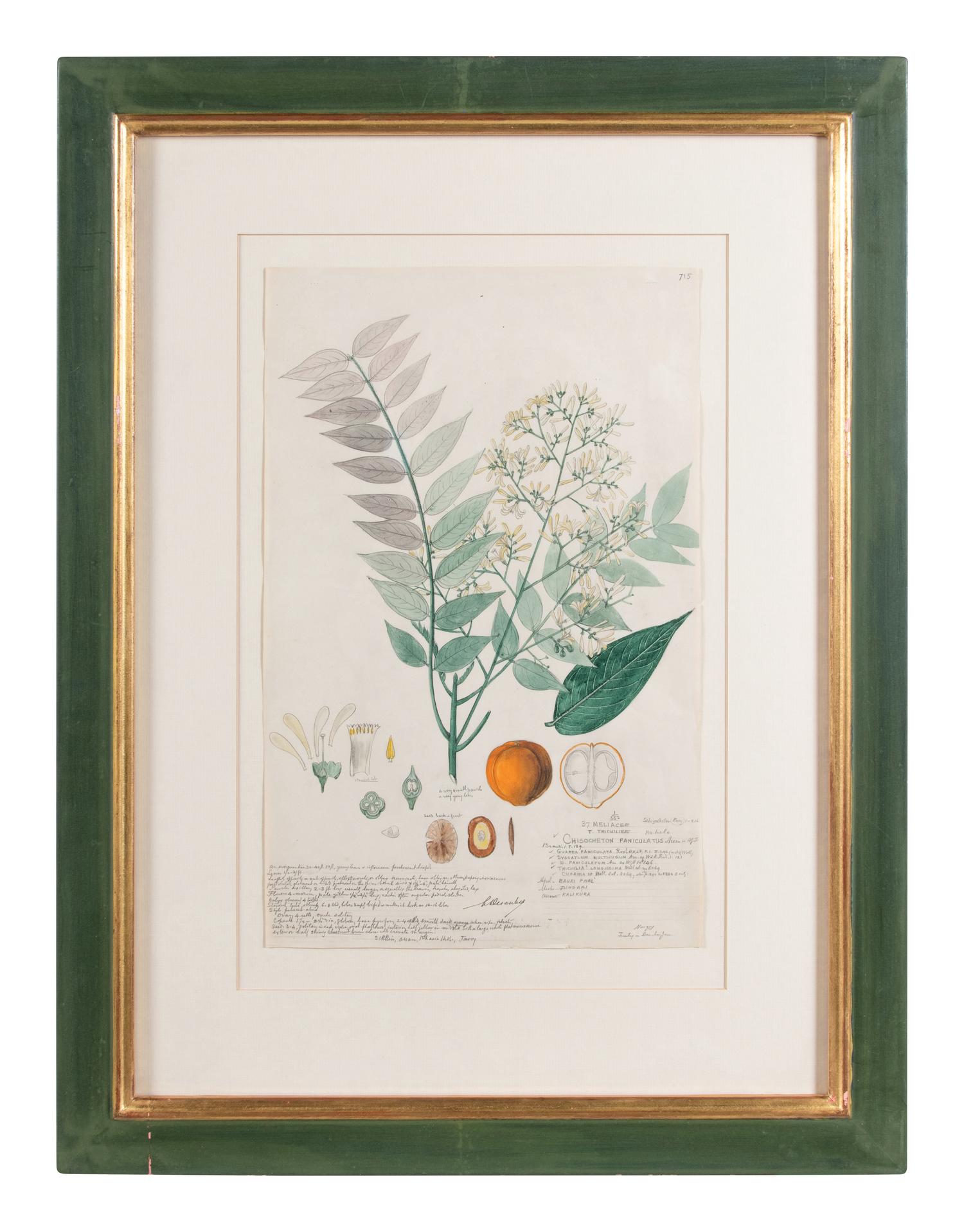 Four Botanical Watercolors