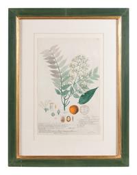 Four Botanical Watercolors