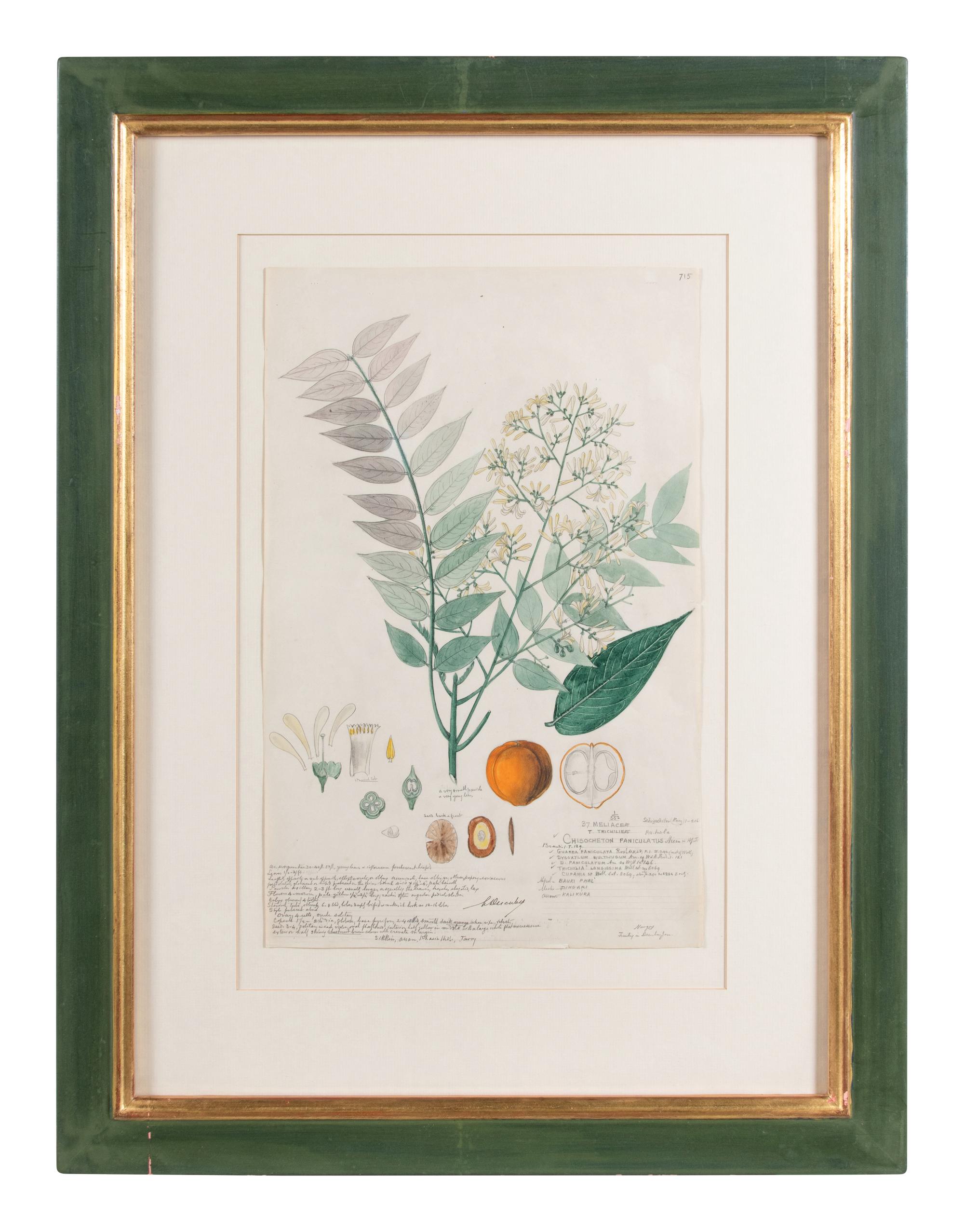 Four Botanical Watercolors