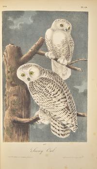 [Natural History] Audubon, John James. The Birds of America, From Drawings Made in the United States and Their Territories