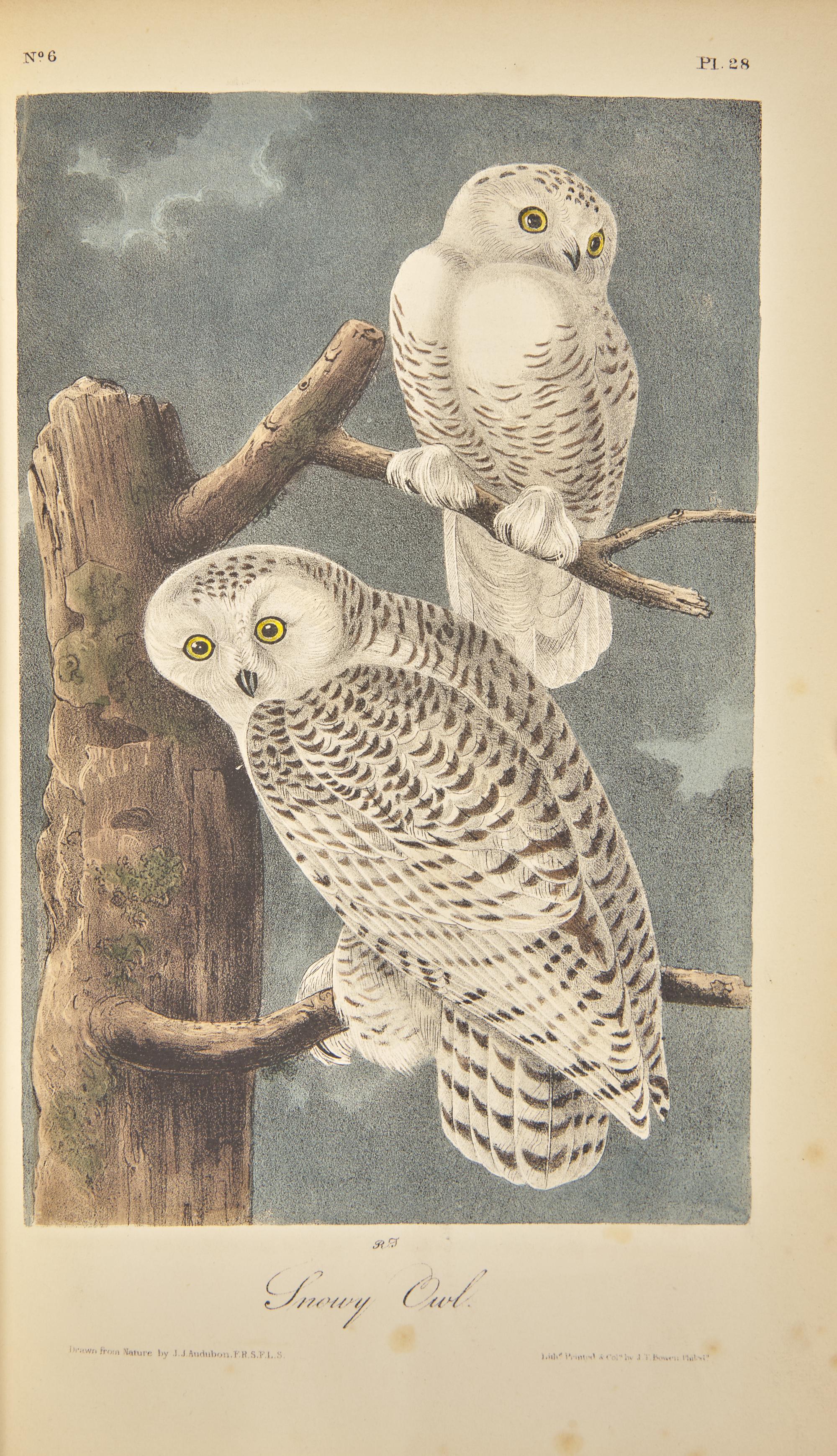 [Natural History] Audubon, John James. The Birds of America, From Drawings Made in the United States and Their Territories