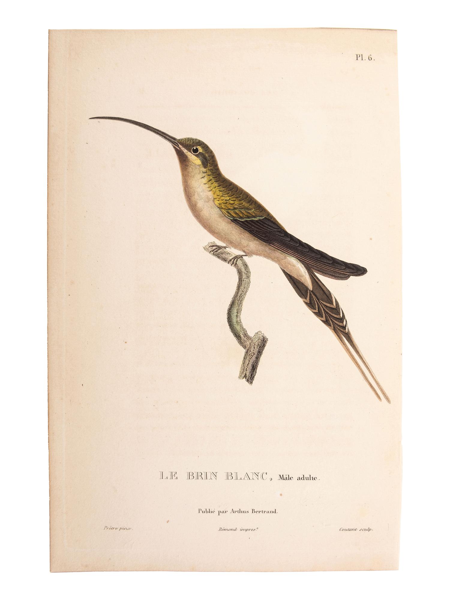 A Group of Avian and Botanical Prints