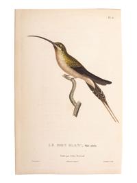 A Group of Avian and Botanical Prints