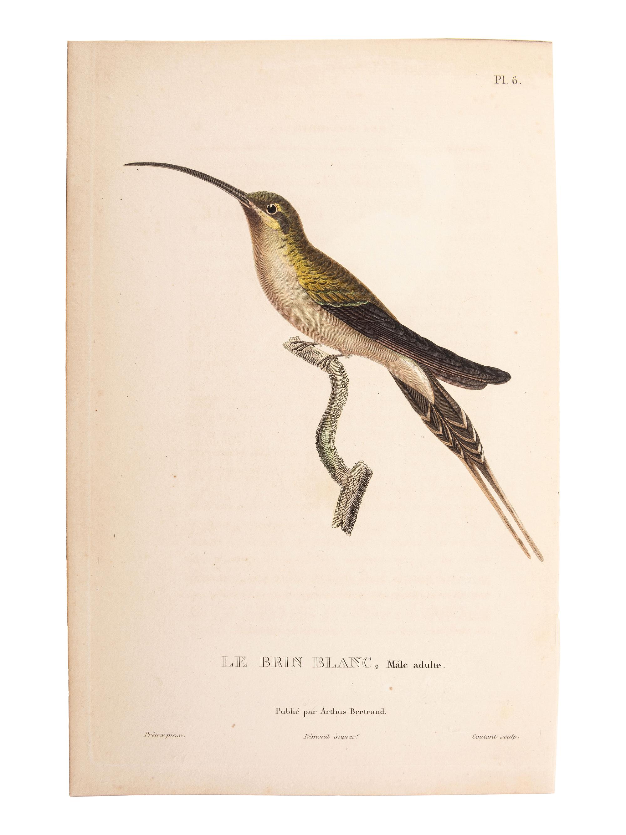 A Group of Avian and Botanical Prints