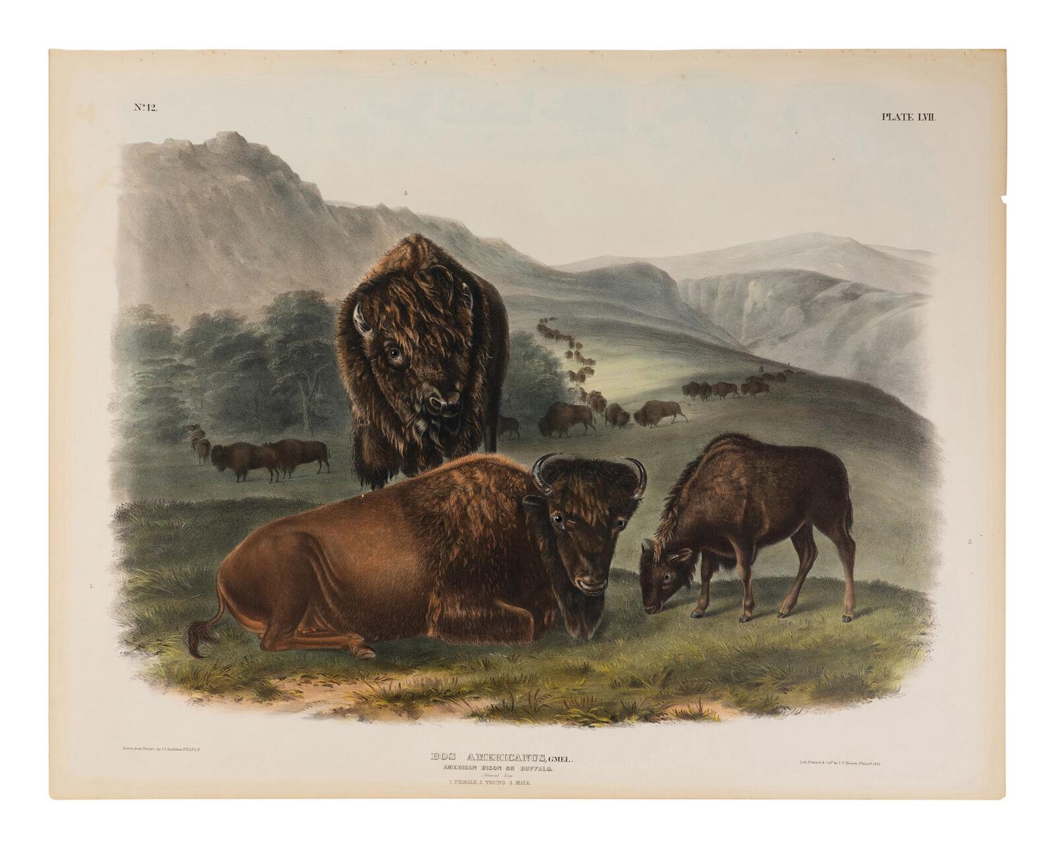 Audubon, John James (1785-1851) American Bison or Buffalo (Plate LVII) Bos americanus