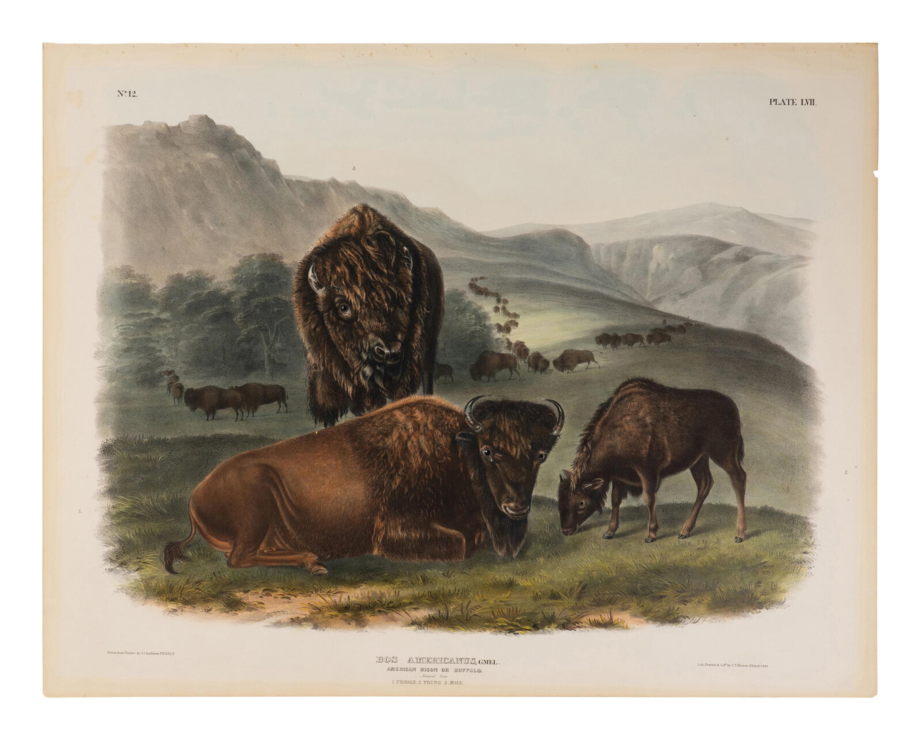 Audubon, John James (1785-1851) American Bison or Buffalo (Plate LVII) Bos americanus