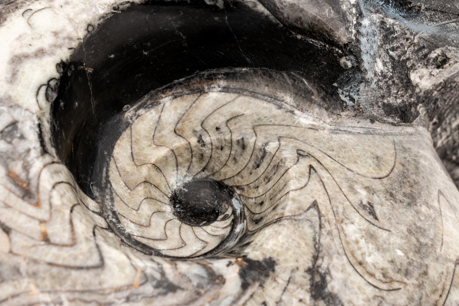 Fossilized Ammonite Shell
