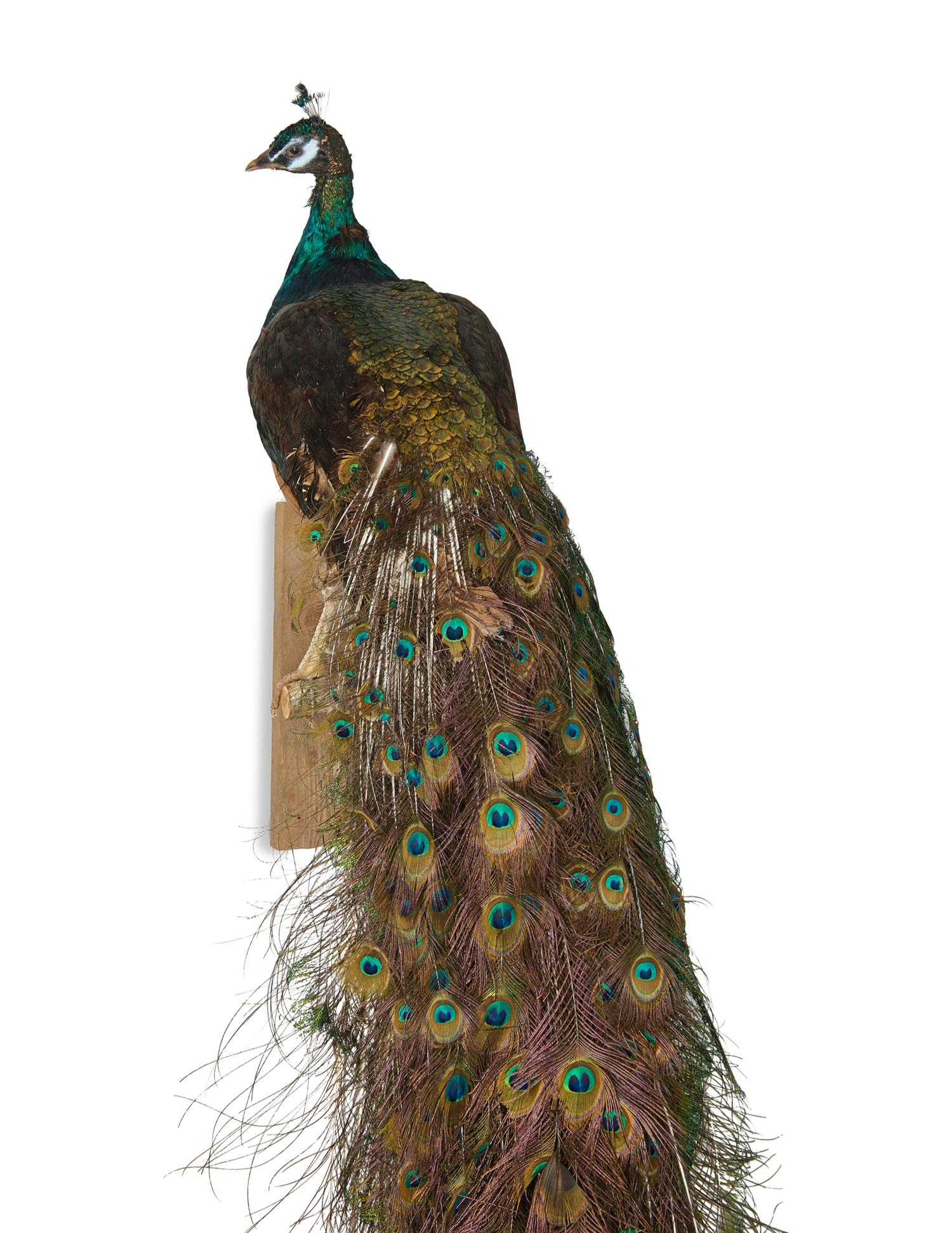 A Taxidermy Peacock ( Pavo cristatus)