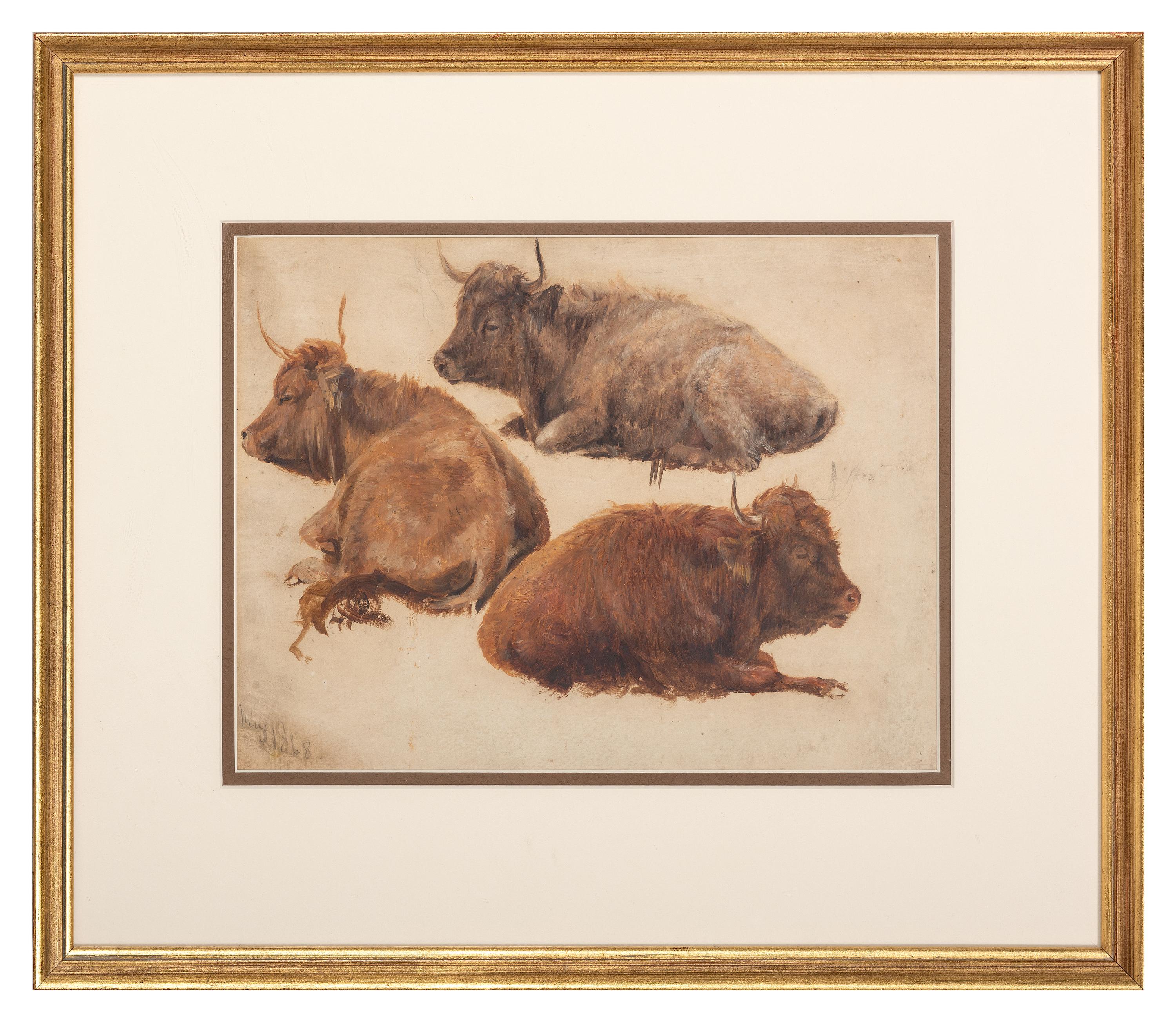 Three Highland Cattle