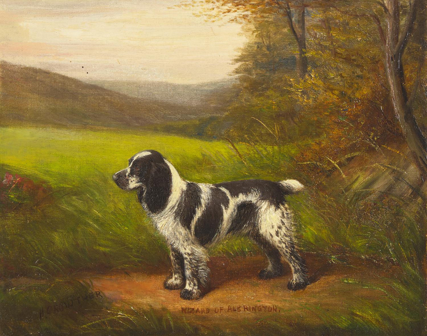 Cocker Spaniel, Wizard of Albrington