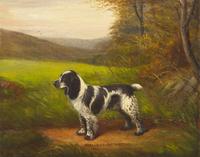 Cocker Spaniel, Wizard of Albrington