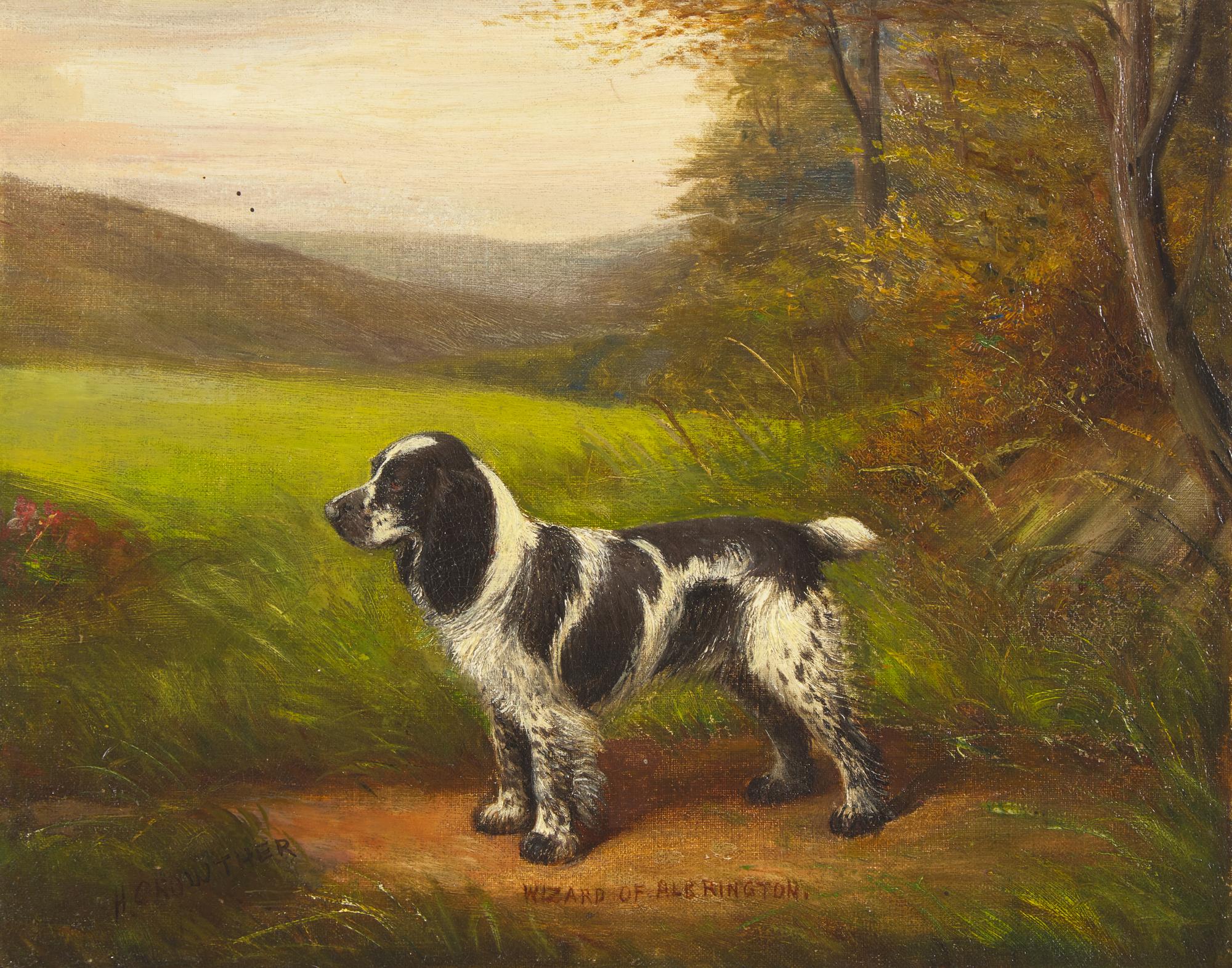 Cocker Spaniel, Wizard of Albrington