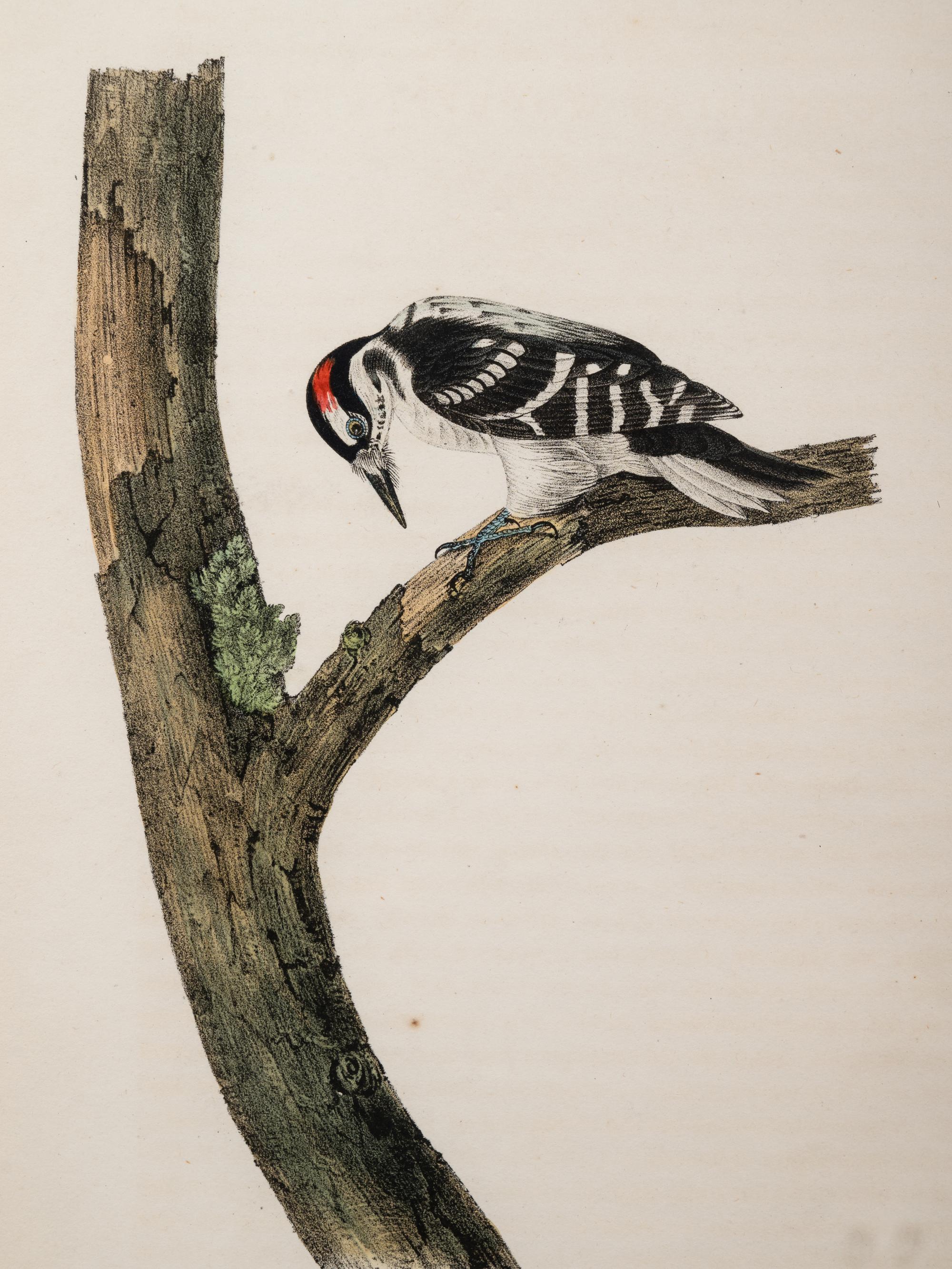 Grouped, see item 1 | A Group of Four Prints of Ground Fowl and Woodpeckers, after John James Audubon (1785-1851)