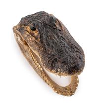 An Assortment of Taxidermy Articles
