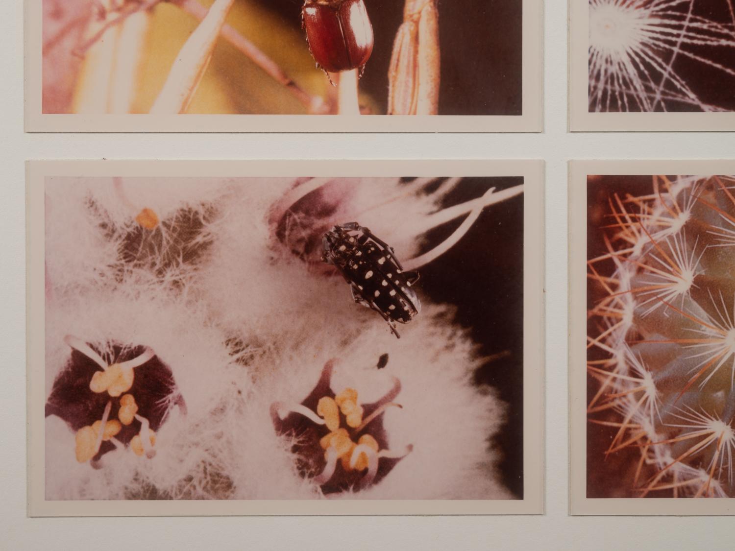 Insects