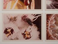 Insects