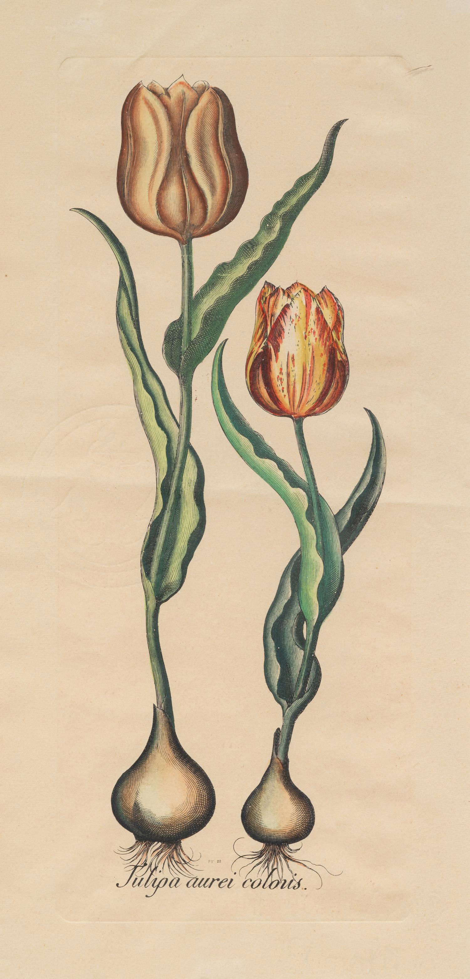 A Pair of Continental Botanical Engravings