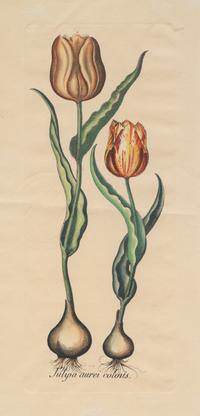 A Pair of Continental Botanical Engravings