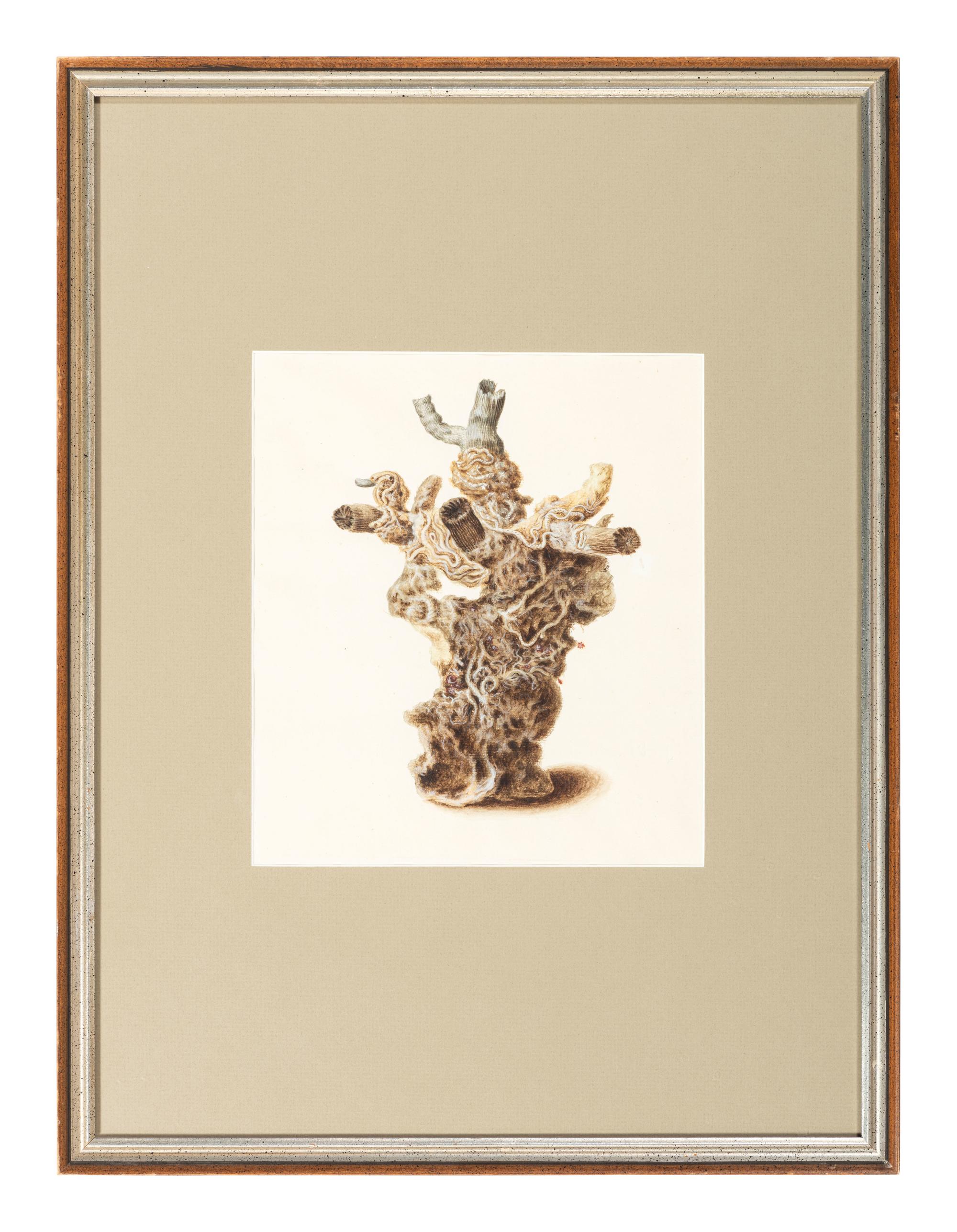 Six Hand-Colored Shell and Coral Engravings