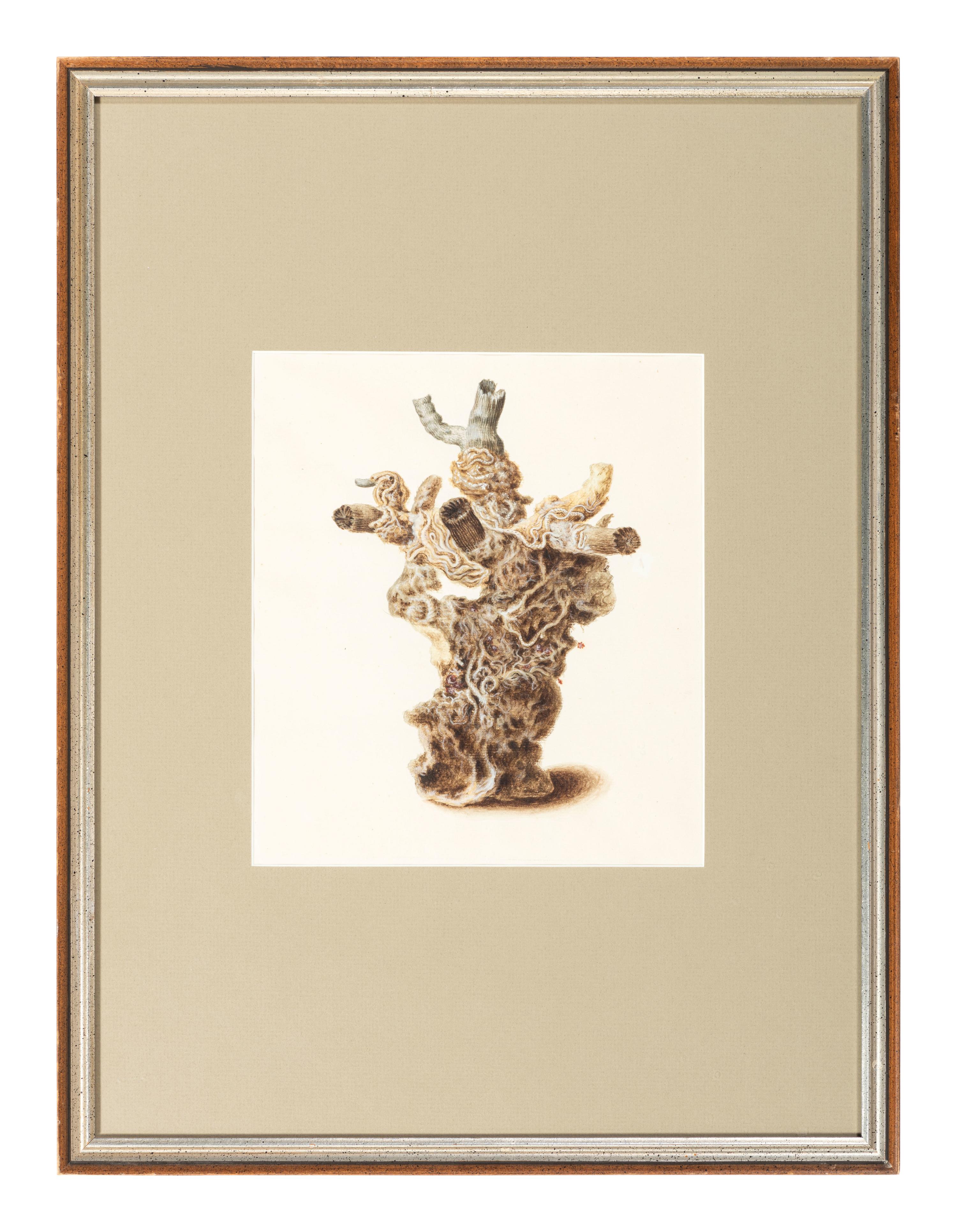 Six Hand-Colored Shell and Coral Engravings