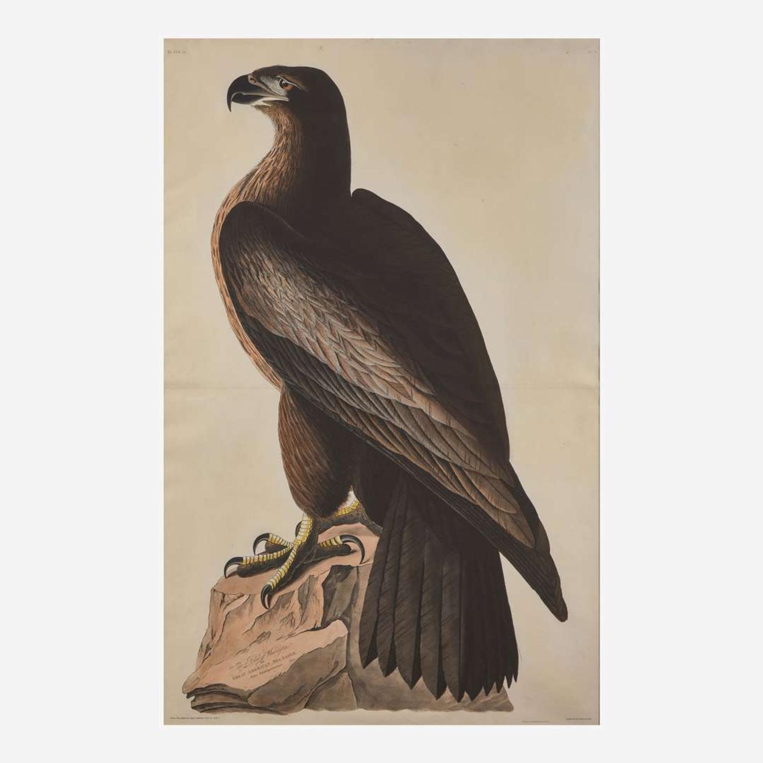 [Prints] Audubon, John J(ames). The Bird of Washington, or Great American Sea Eagle