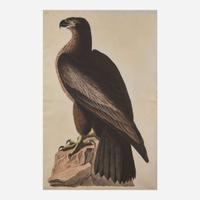 [Prints] Audubon, John J(ames). The Bird of Washington, or Great American Sea Eagle