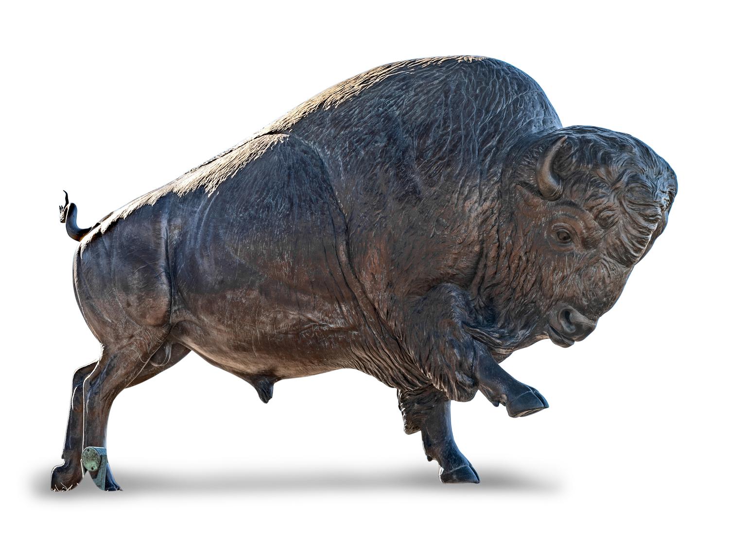Bull Bison