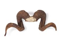 Full Curl Cast Resin Ram Horns