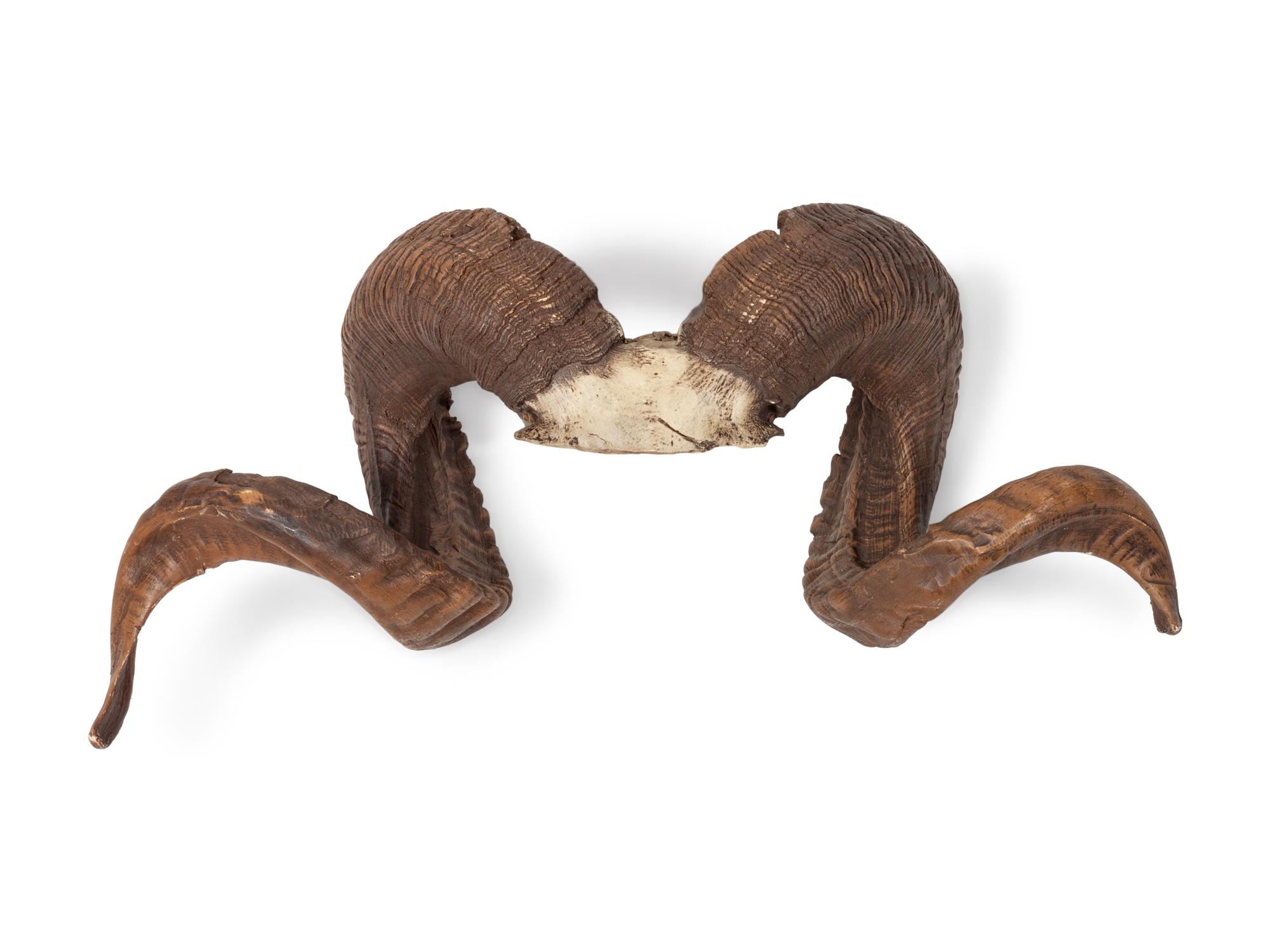 Full Curl Cast Resin Ram Horns