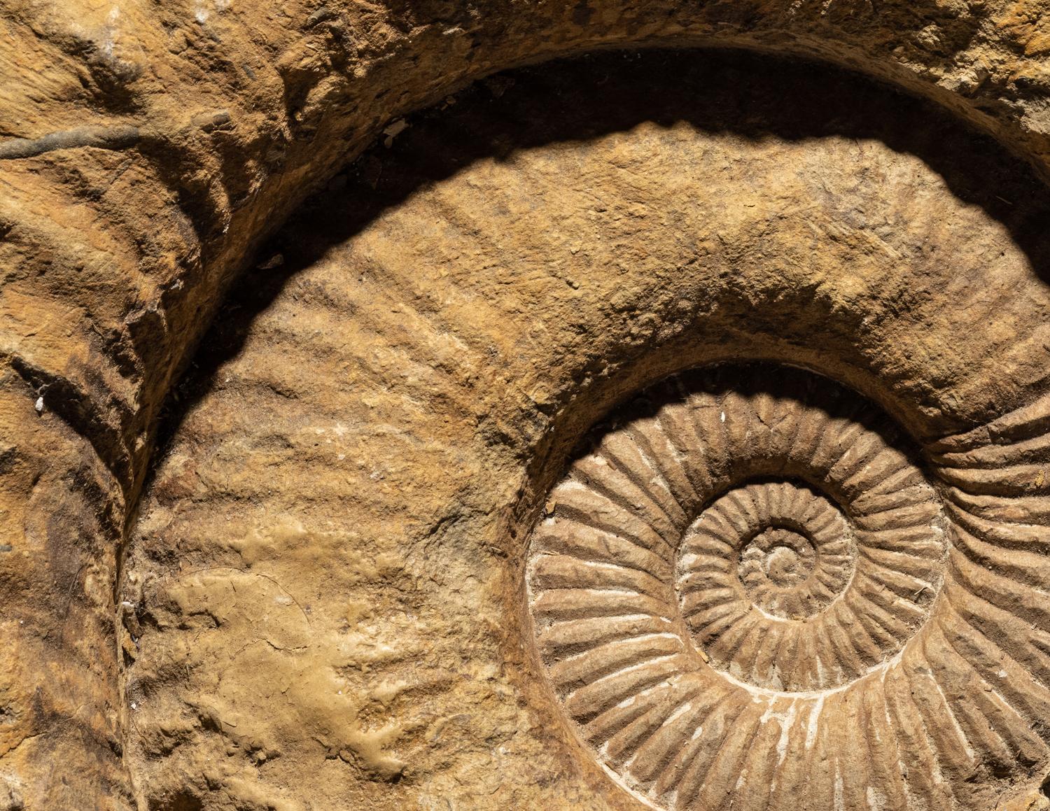 An Ammonite Fossil