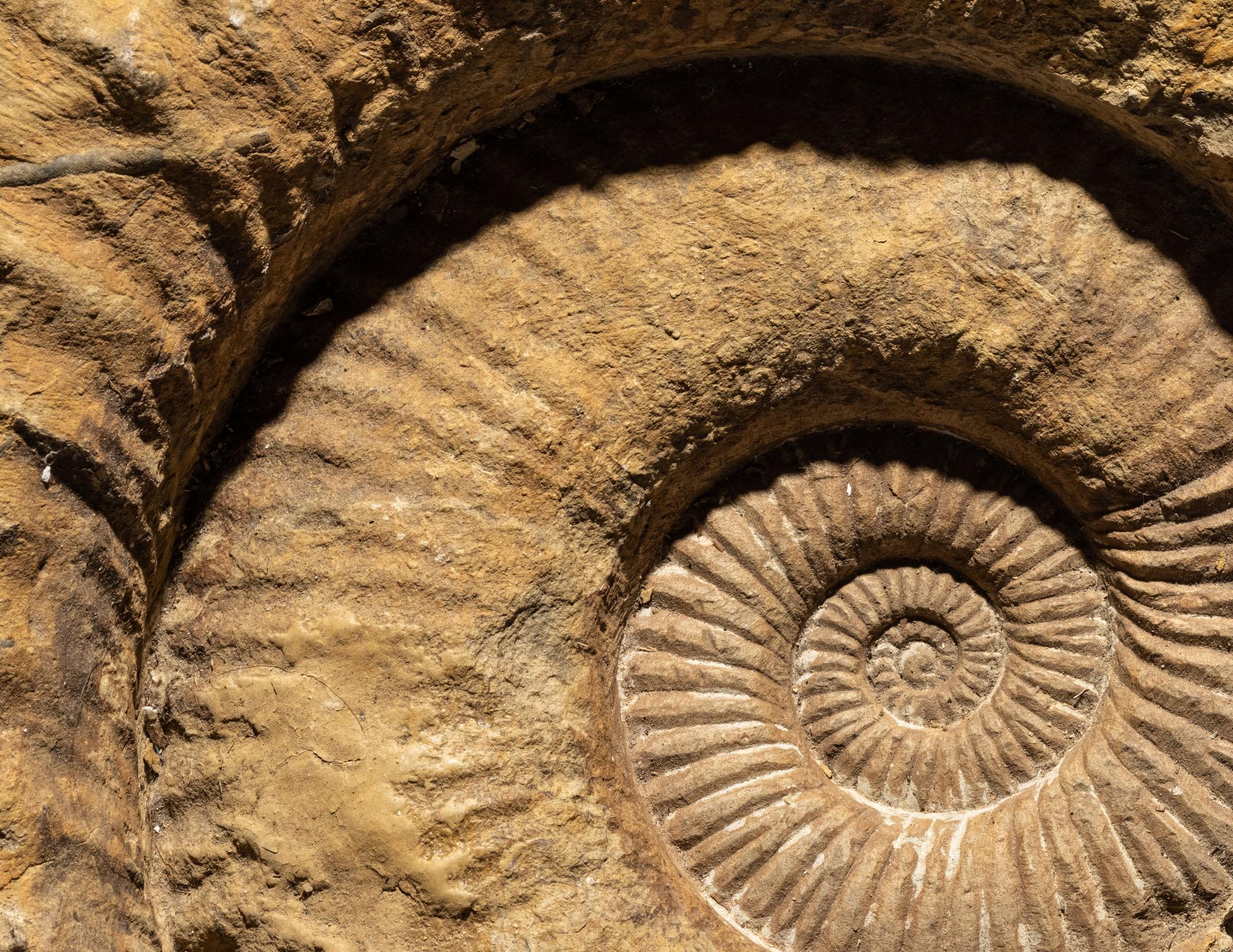 An Ammonite Fossil