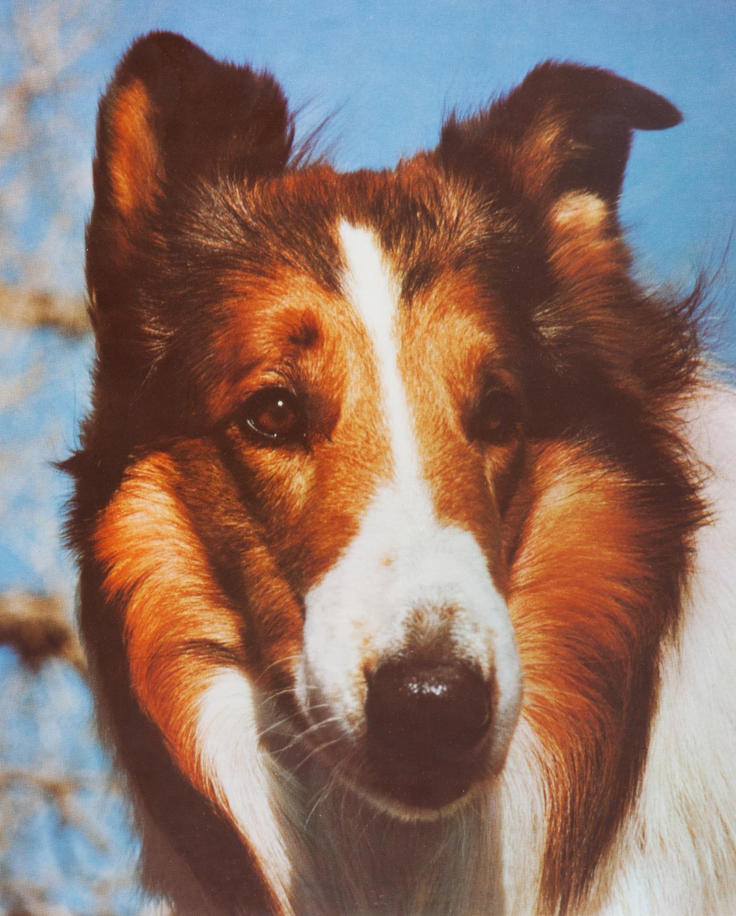 A Group of Fifteen Photographs depicting Various Dog Breeds Largest: 13 x 19 1/2 inches.