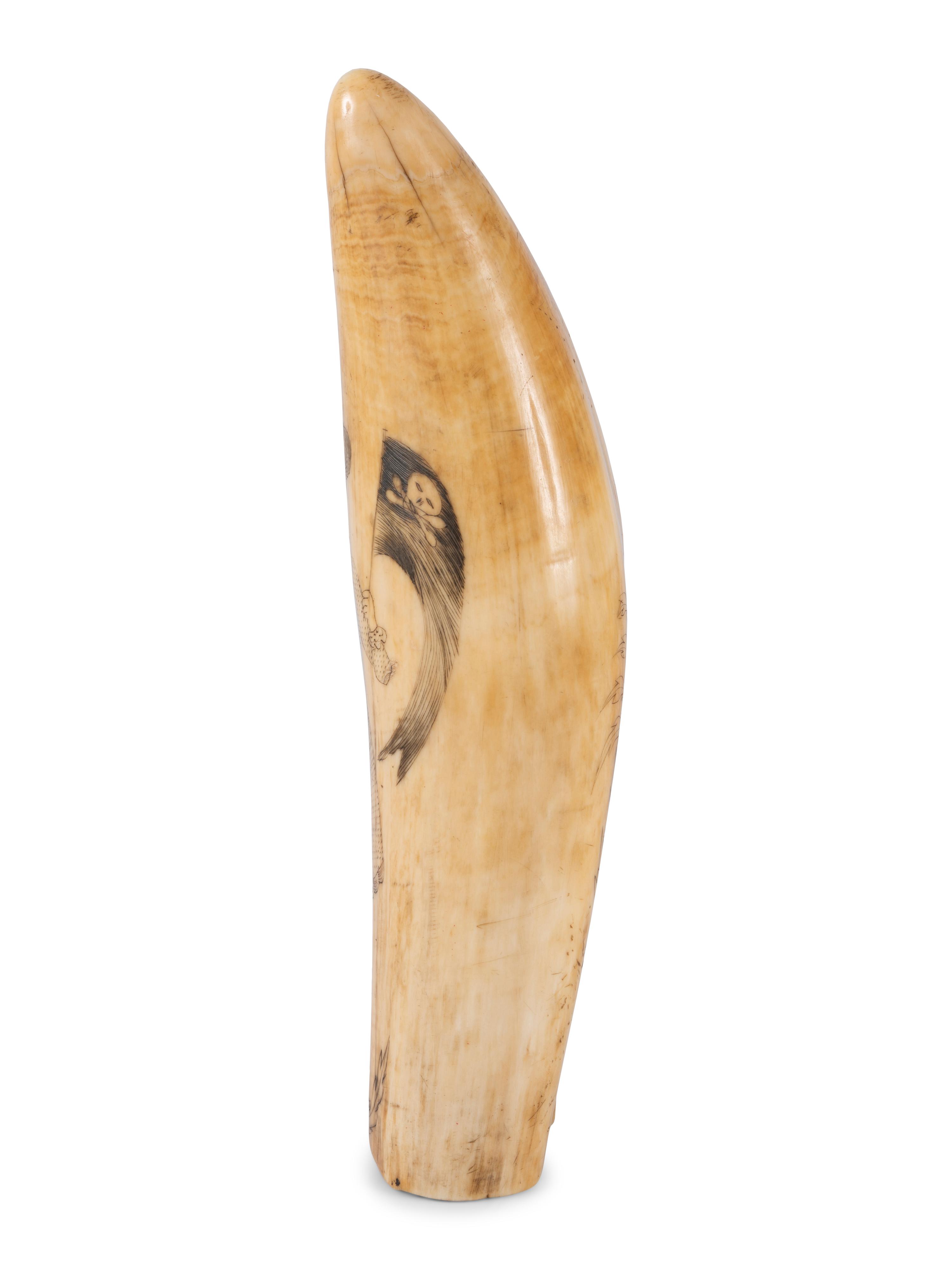 A Scrimshaw Tooth with Depiction of Female Pirate Fanny Campbell and a Patriotic Device