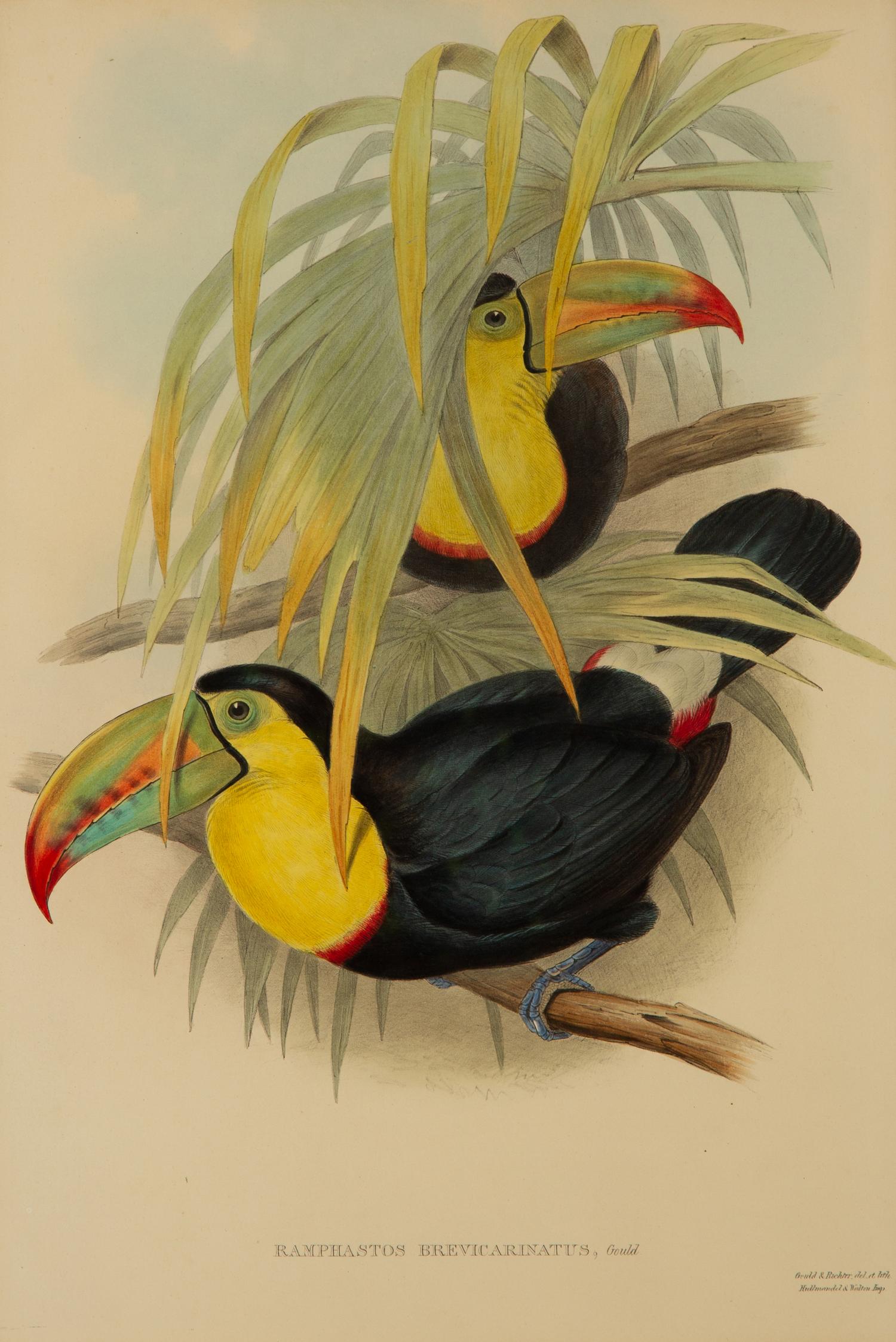 Andigena Hypoglaucus and Ramphastos Brevicarinatus, from John Gould's Birds of Great Britain