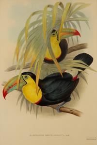 Andigena Hypoglaucus and Ramphastos Brevicarinatus, from John Gould's Birds of Great Britain